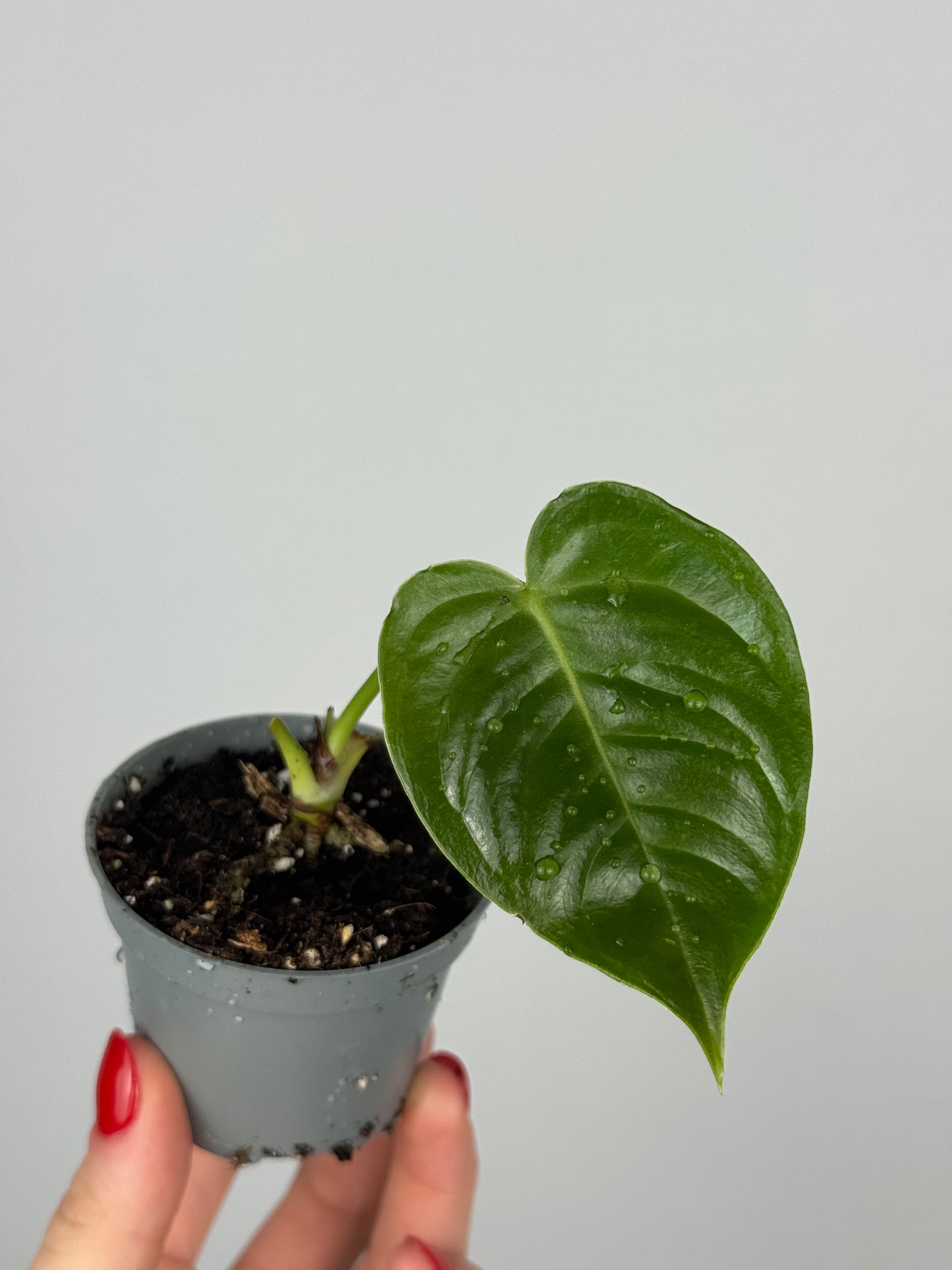 Anthurium Veitchii | Joan