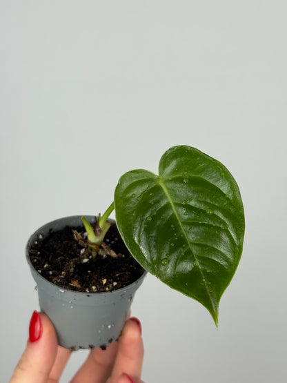 Anthurium Veitchii | Joan