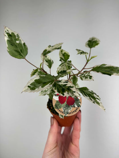 Hibiscus rosa-sinensis “Variegata”