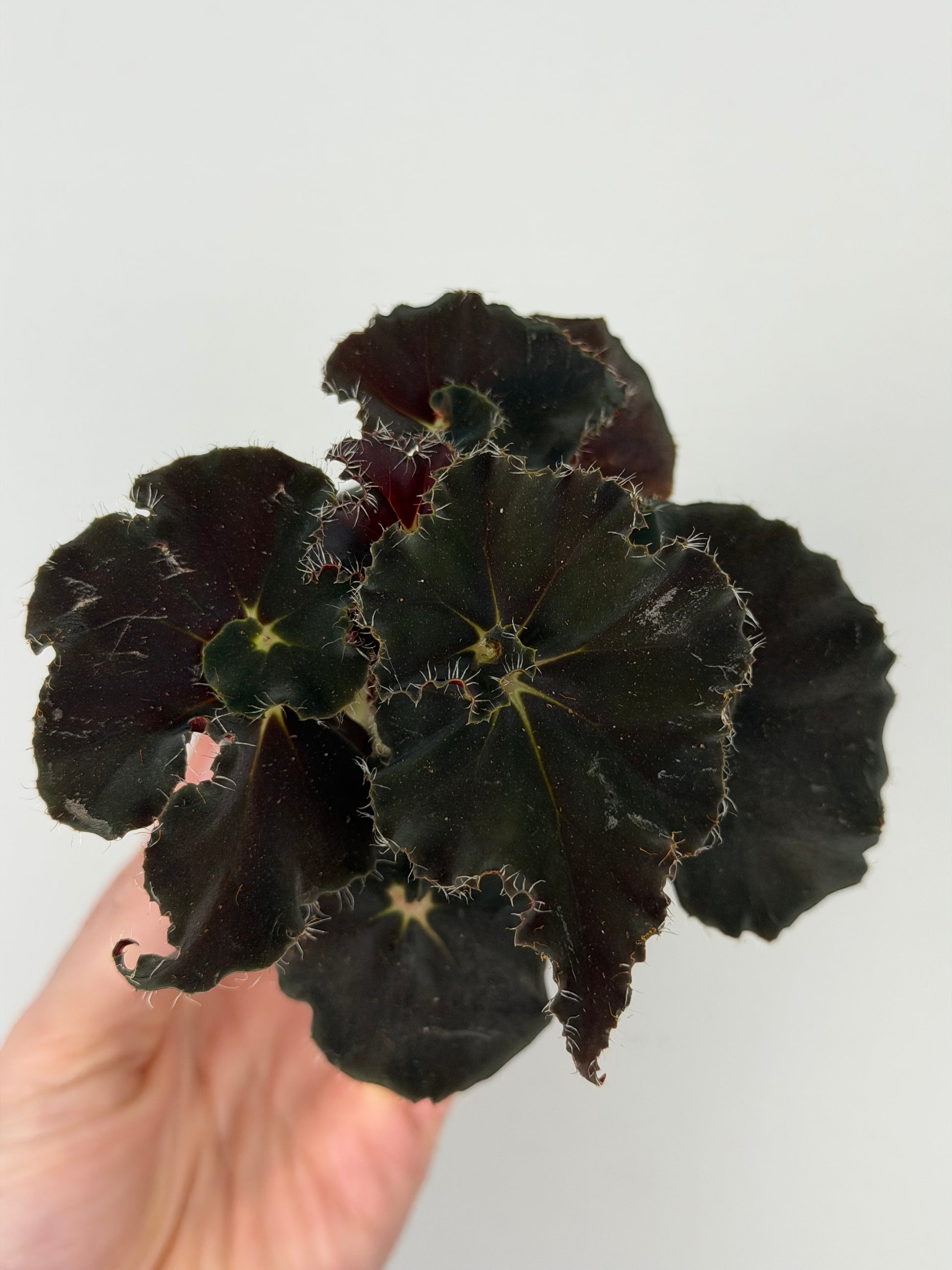 Begonia 'Dark Mambo'