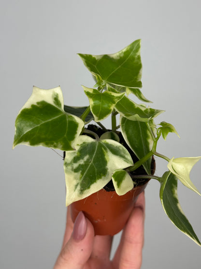 Senecio macroglossus 'Variegatus'