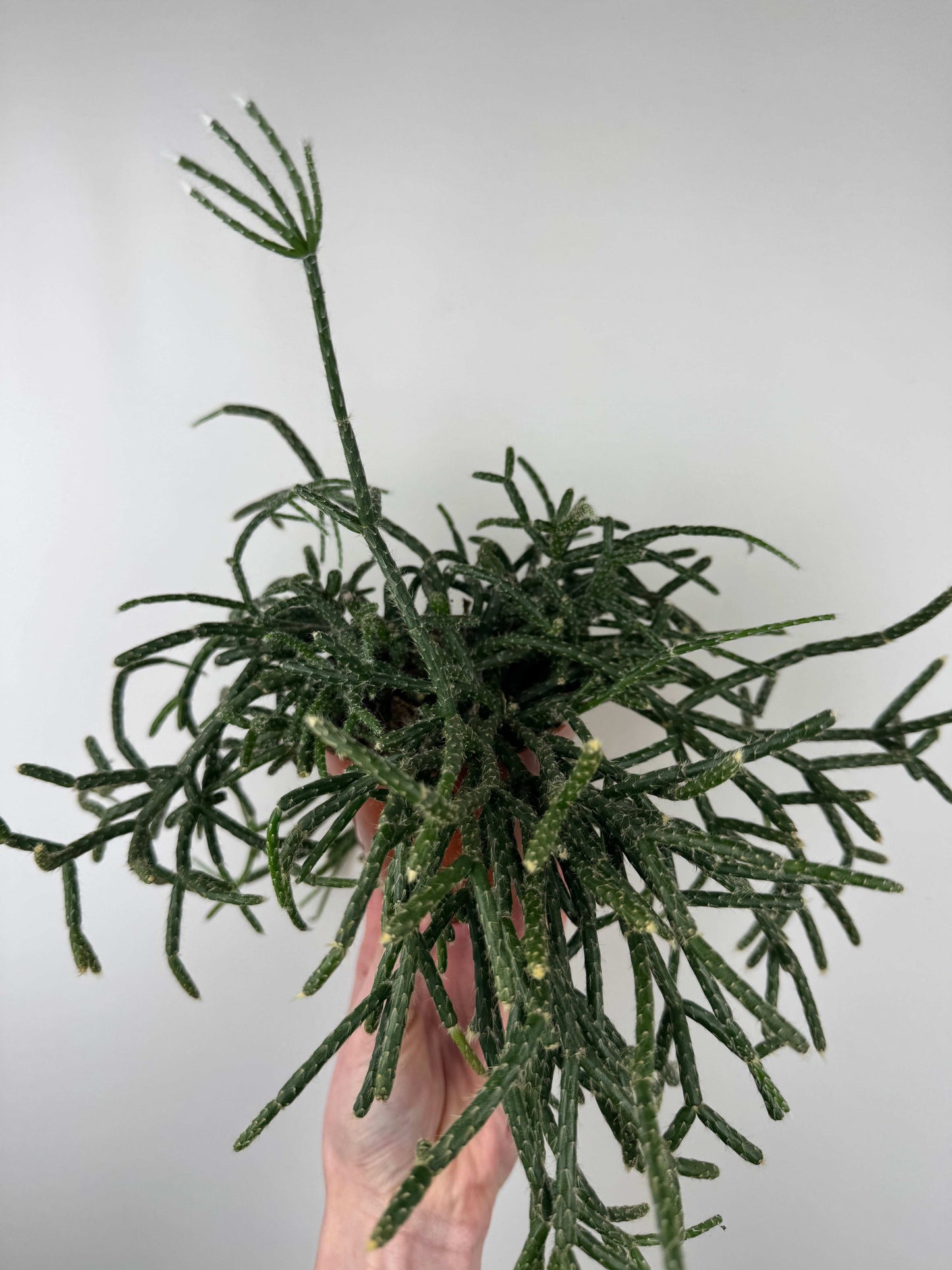 Rhipsalis “Pilocarpa”