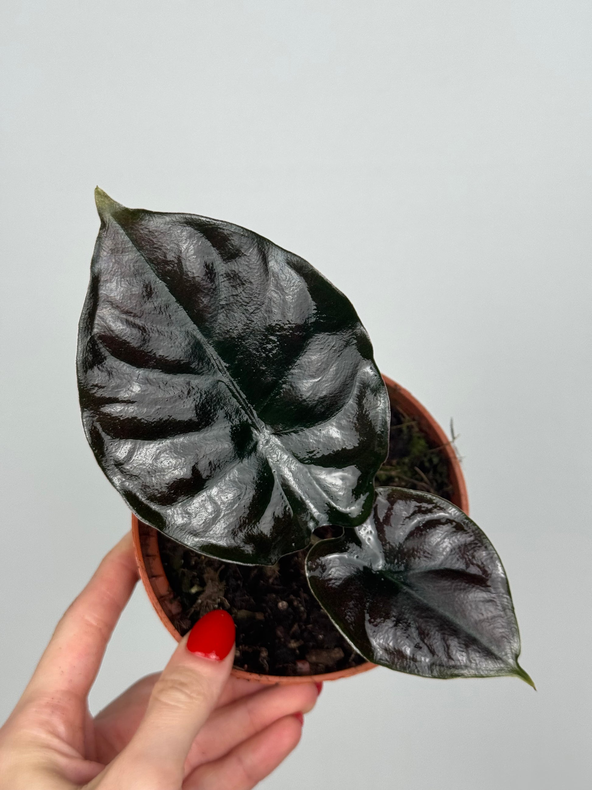 Alocasia Infernalis 'Black Magic'