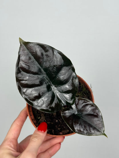 Alocasia Infernalis 'Black Magic'