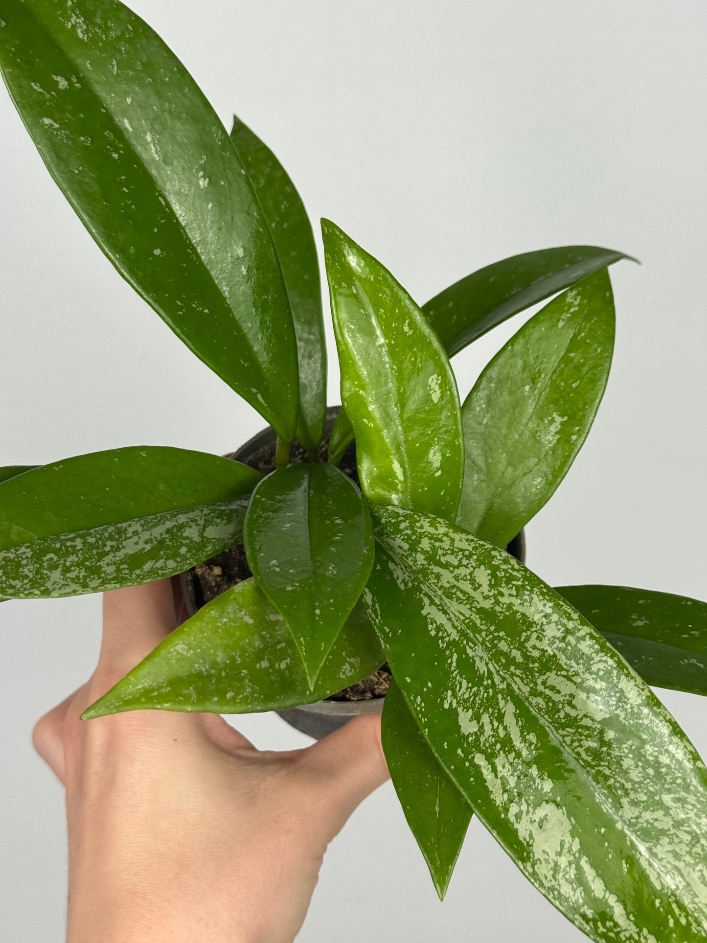 Hoya Pubicalyx