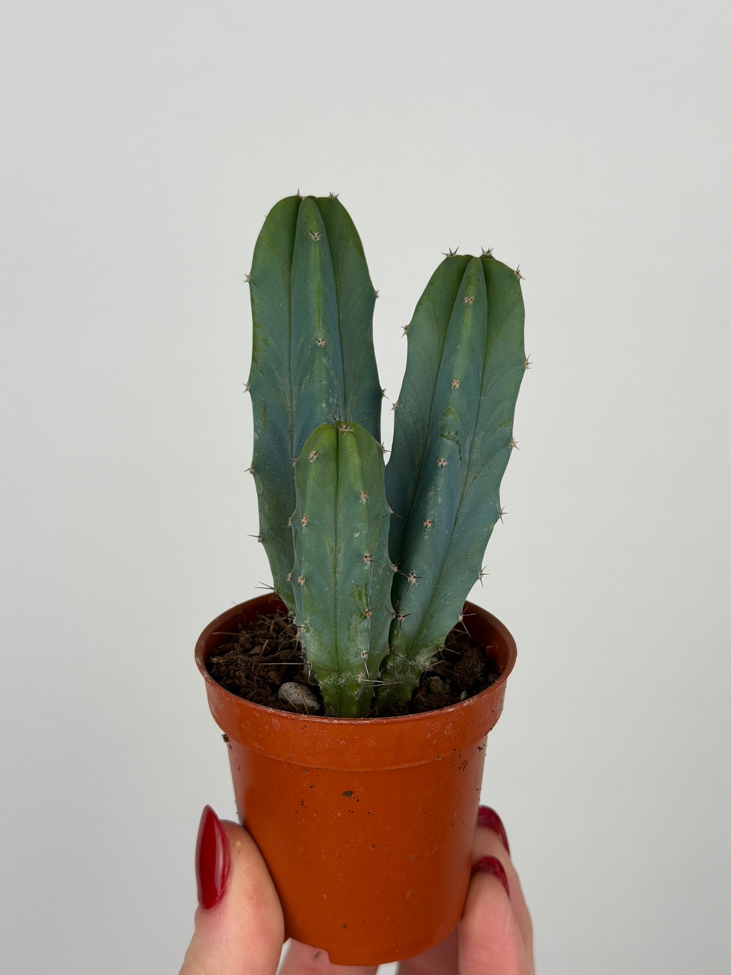 Myrtillocactus geometrizans