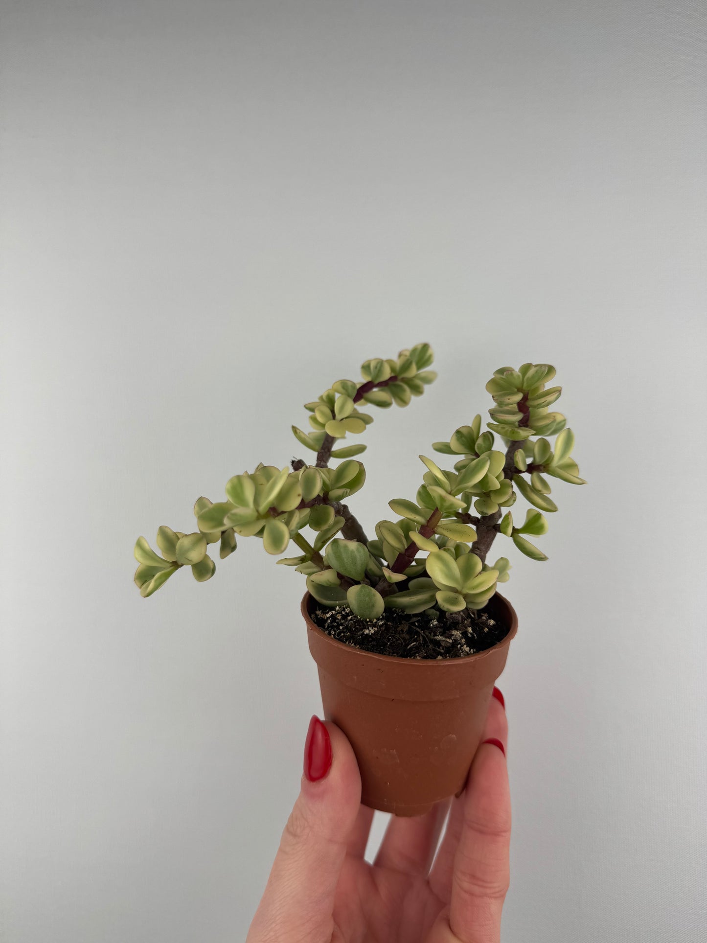 Portulacaria Afra “variegata”