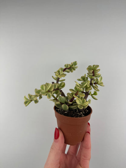 Portulacaria Afra “variegata”