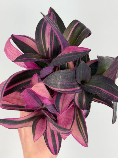 Tradescantia 'Purple Heart' Pink Stripe Tradescantia Tropical Corner