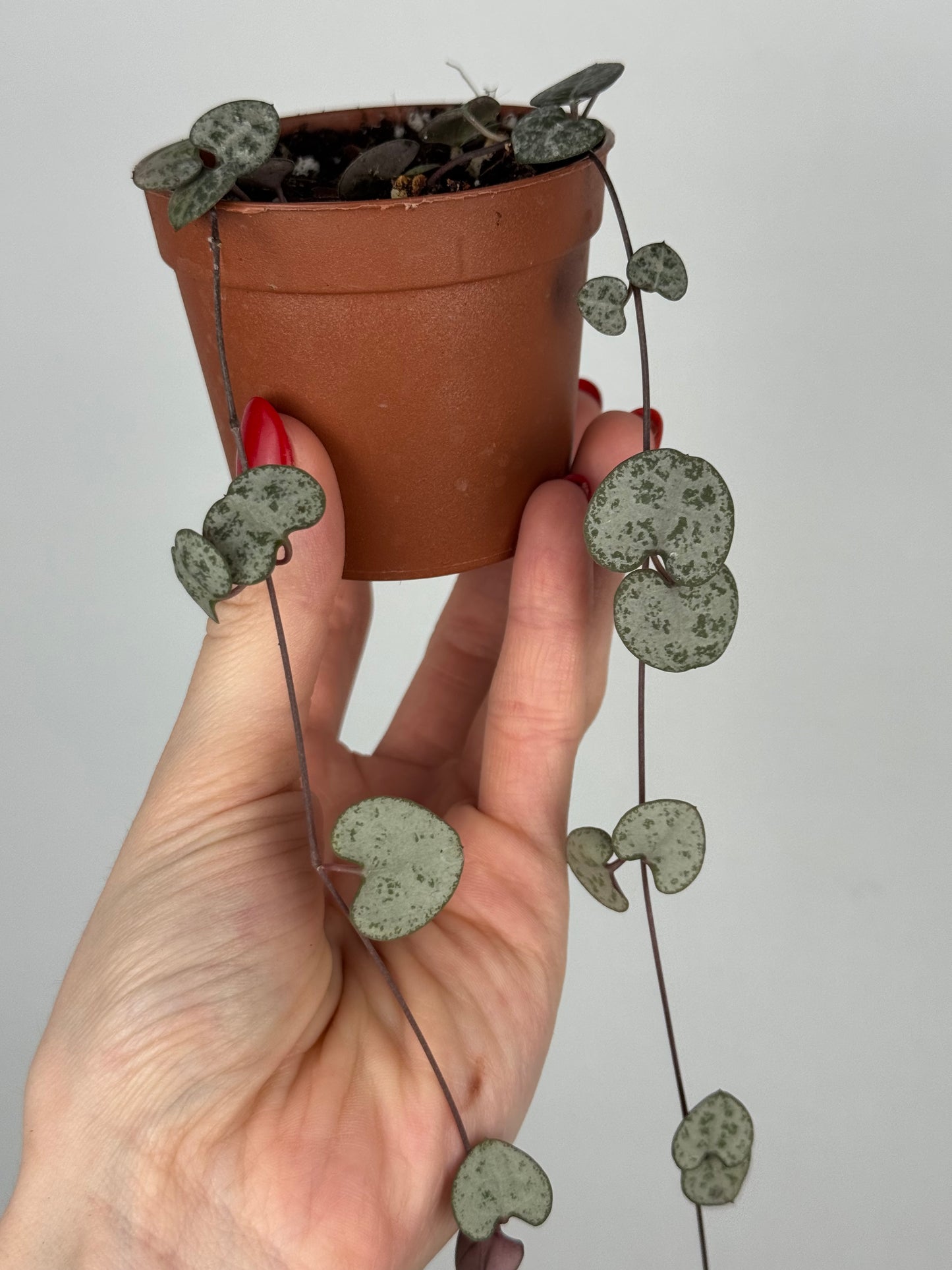 Ceropegia Woodii | Nara