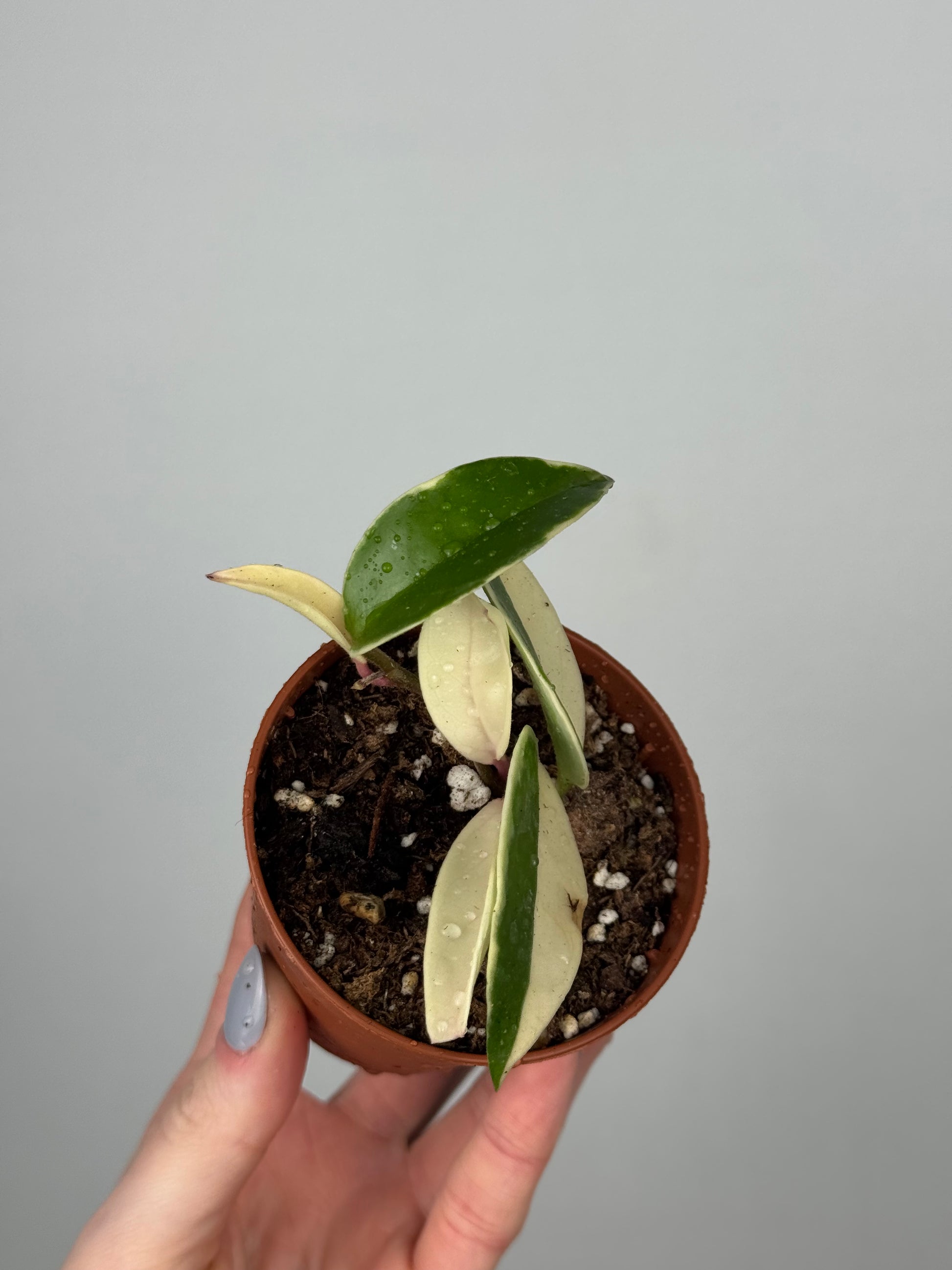 Hoya Krimson Queen | Luna