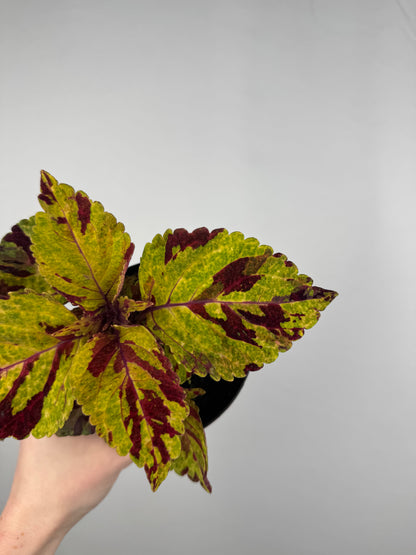 Coleus “Fairway mosaic” | Plectranthus Scutellarioides