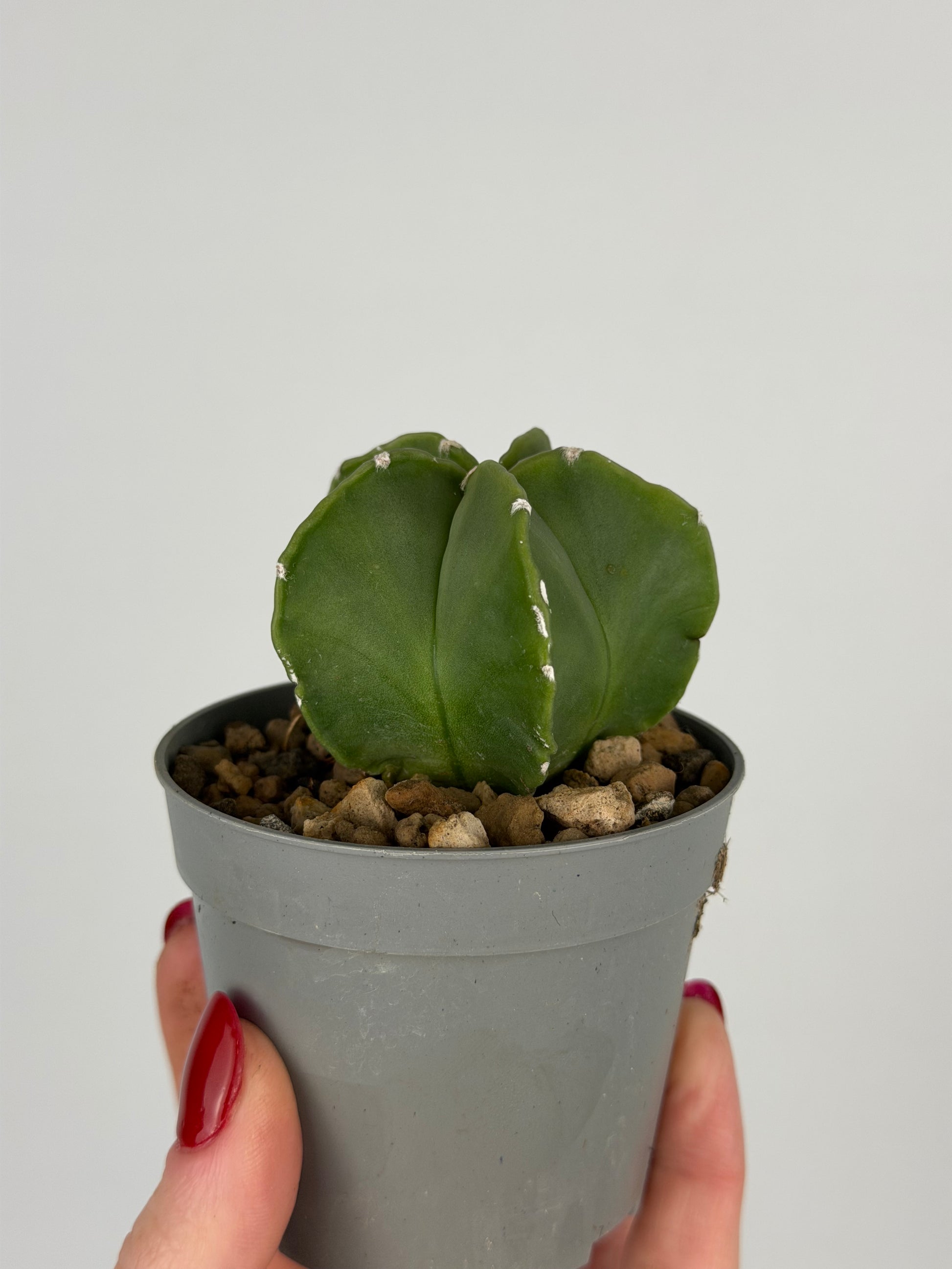 Astrophytum myriostigma 'nudum'
