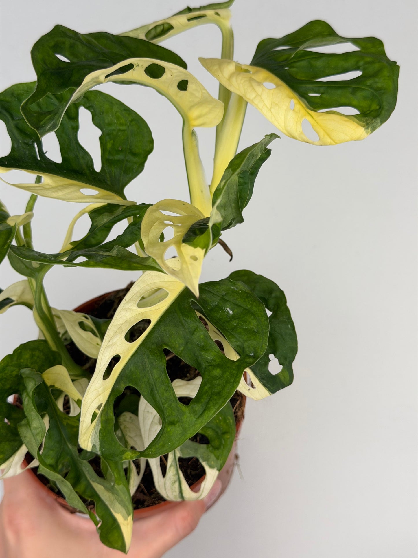 Monstera Adansonii Variegata Monstera Tropical Corner