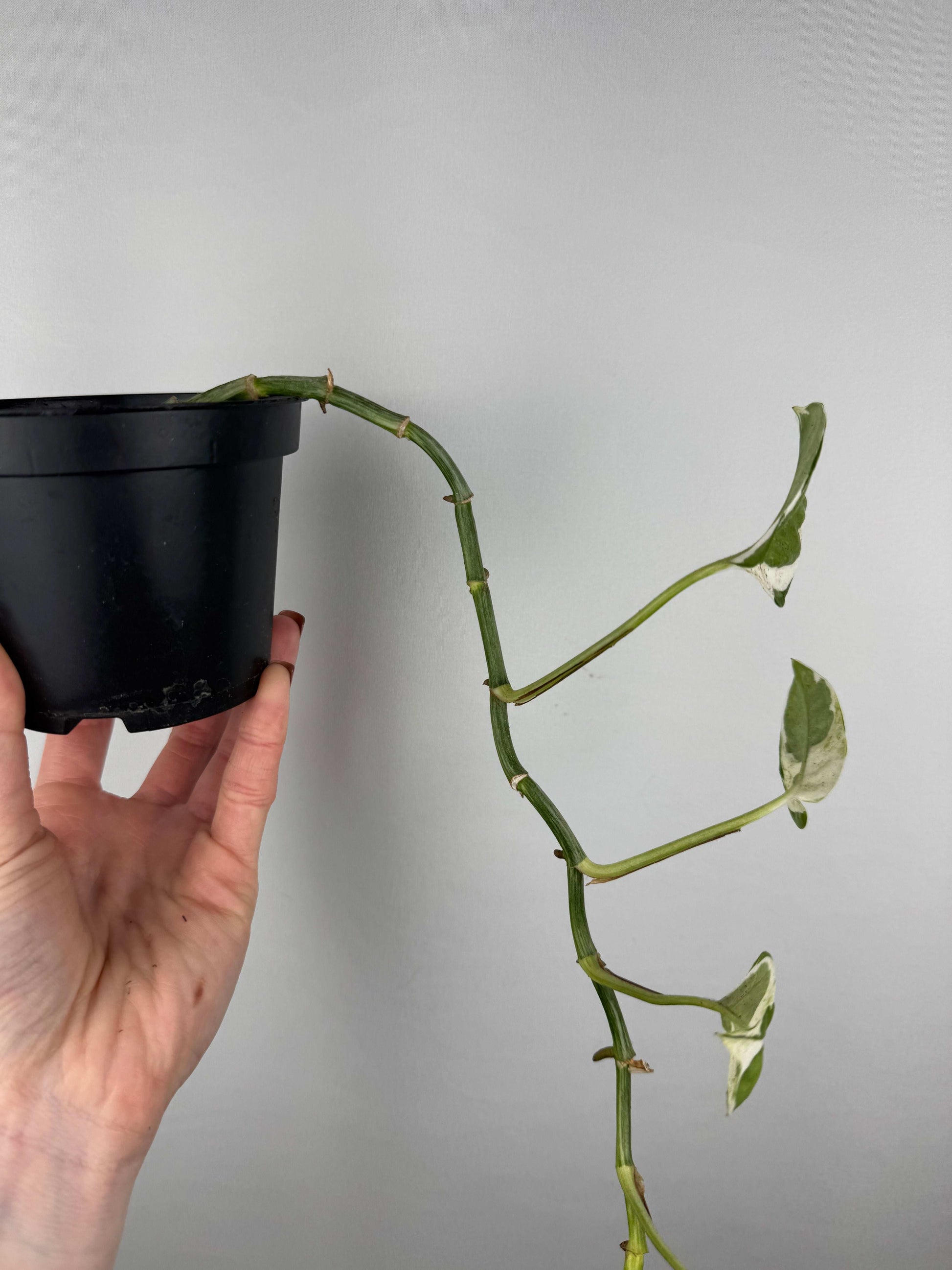 Epipremnum N’Joy | Davide