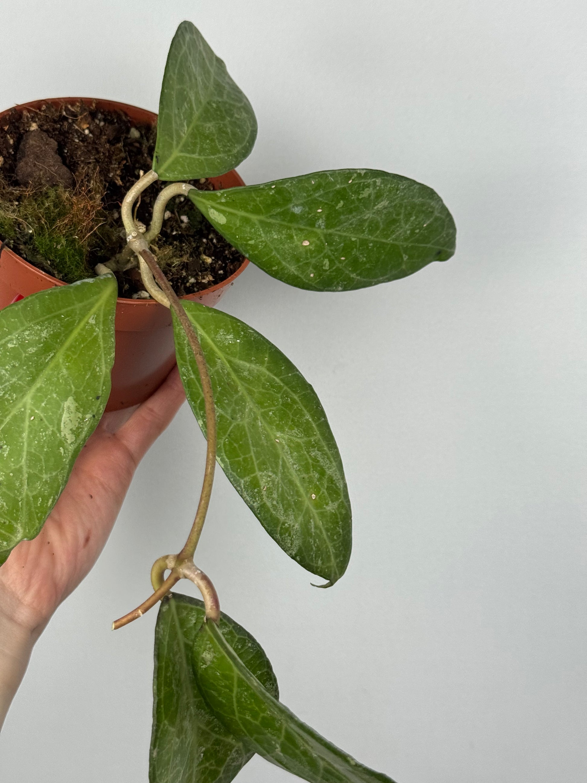 Hoya Verticillata “Wayang Splash”