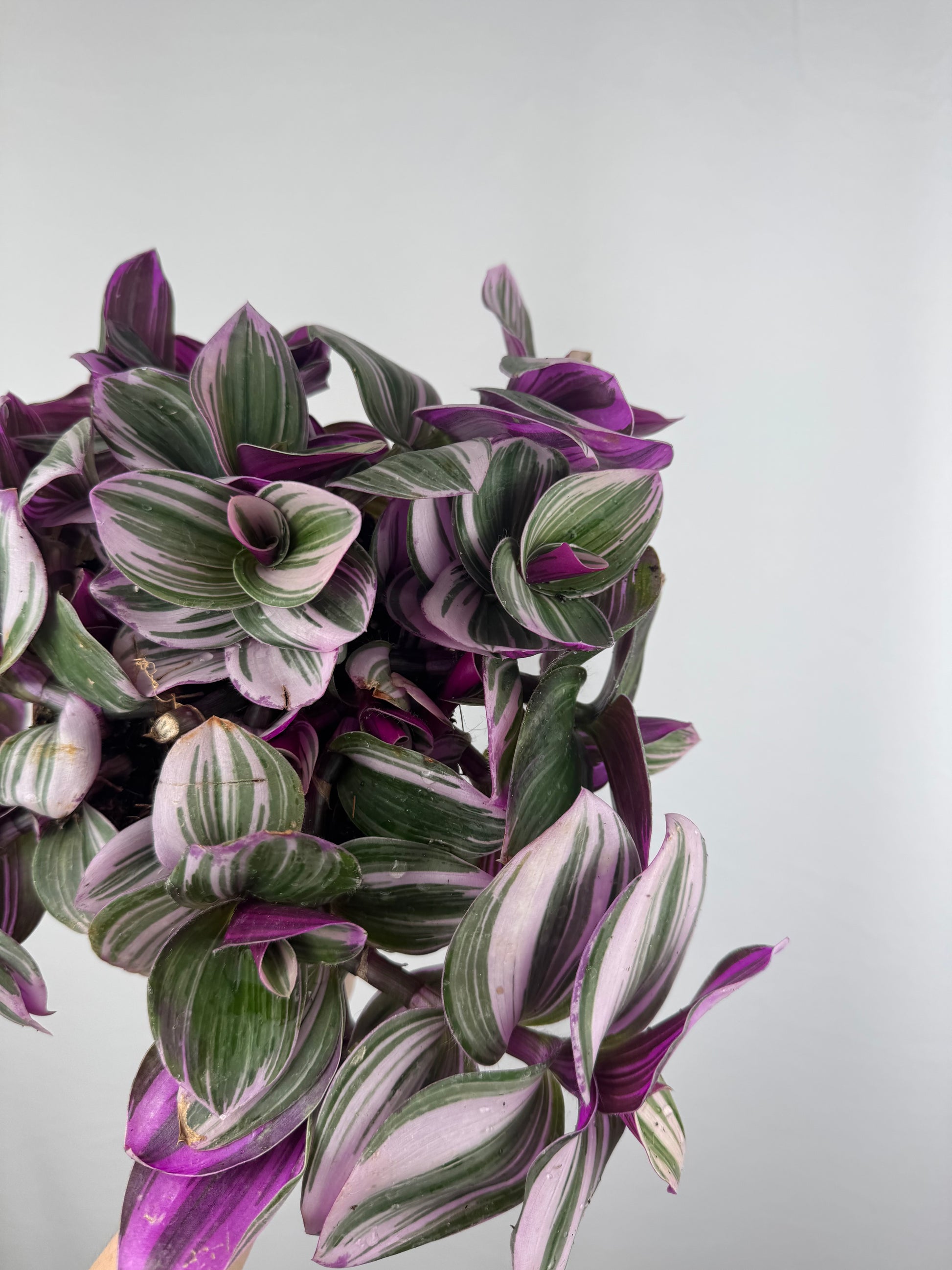 Tradescantia “Nanouk” | Michela