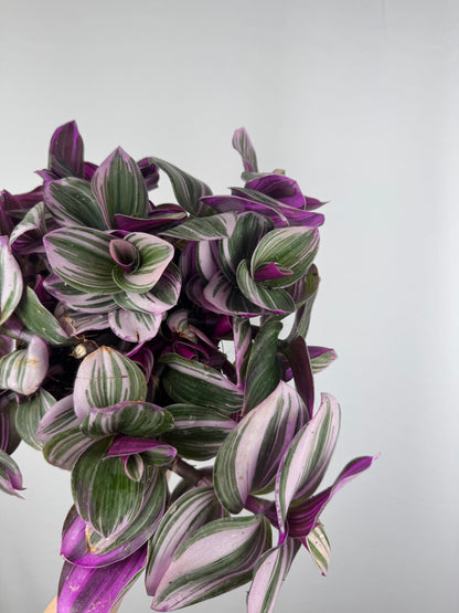 Tradescantia “Nanouk” | Michela