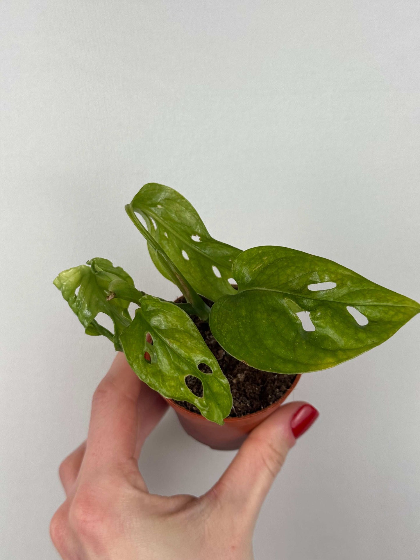 Monstera Adansonii “Mint” | Pinetta