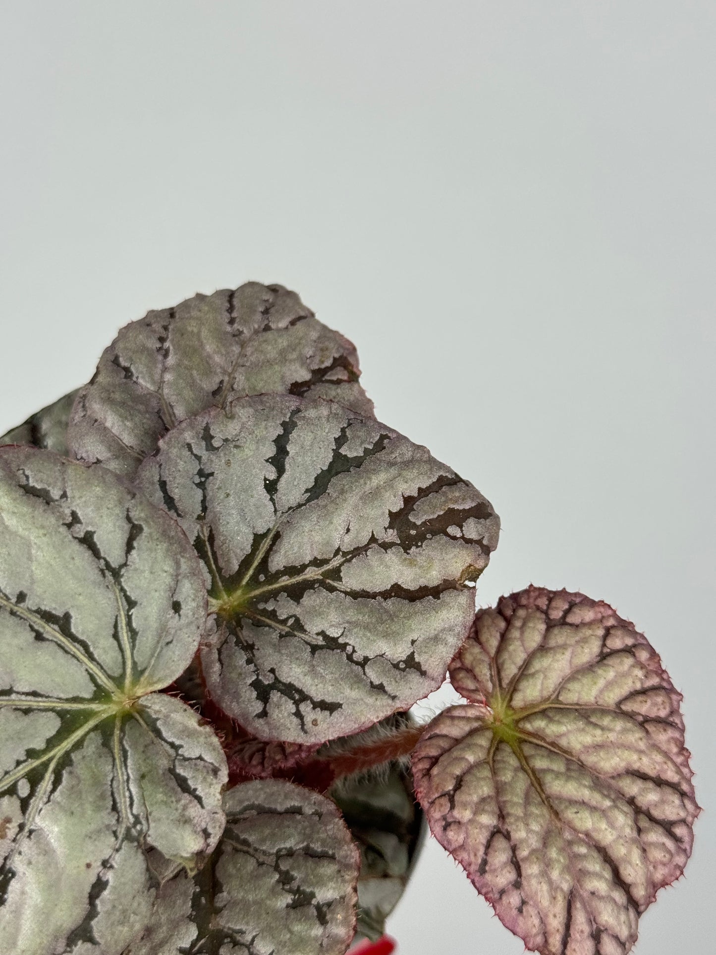 Begonia Rex “Chayo”