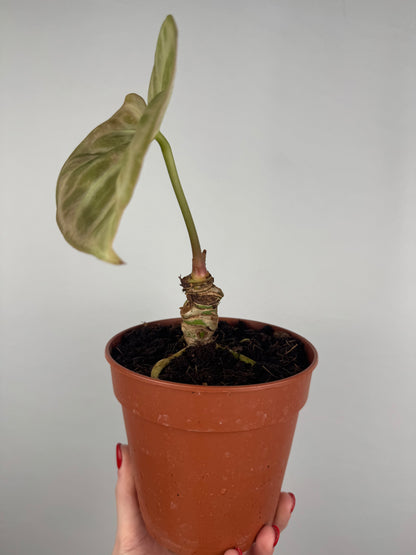 Anthurium “Crystallinum” | Richard