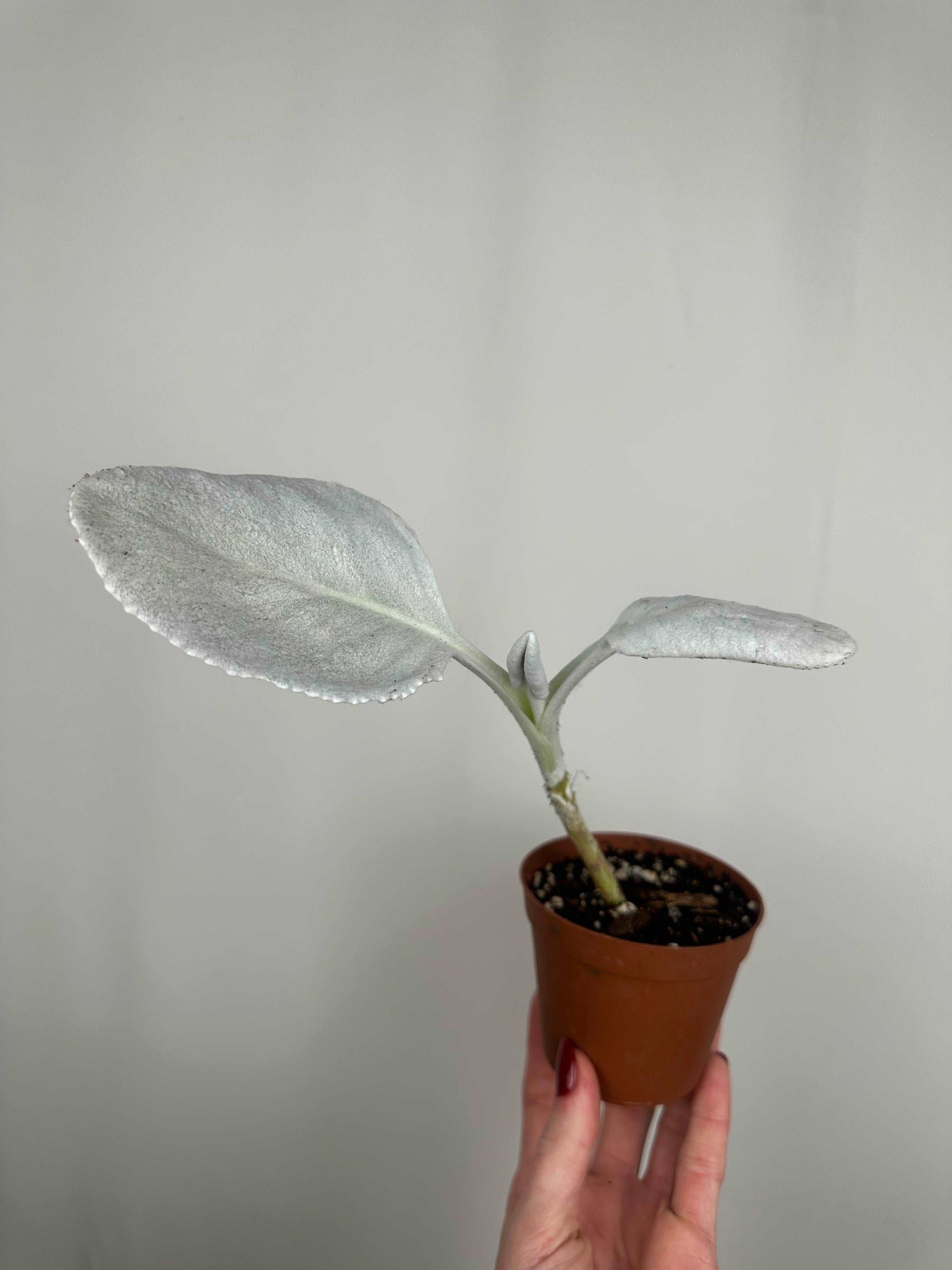 Senecio Candicans “Angel Wings” | Gabriel