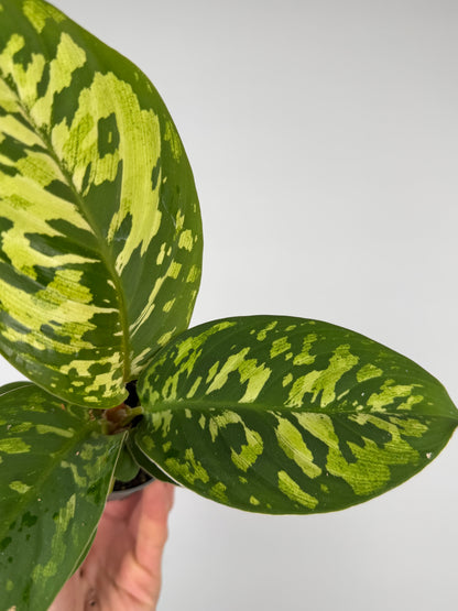 Homalomena wallisii 'Camouflage' Homalomena Tropical Corner