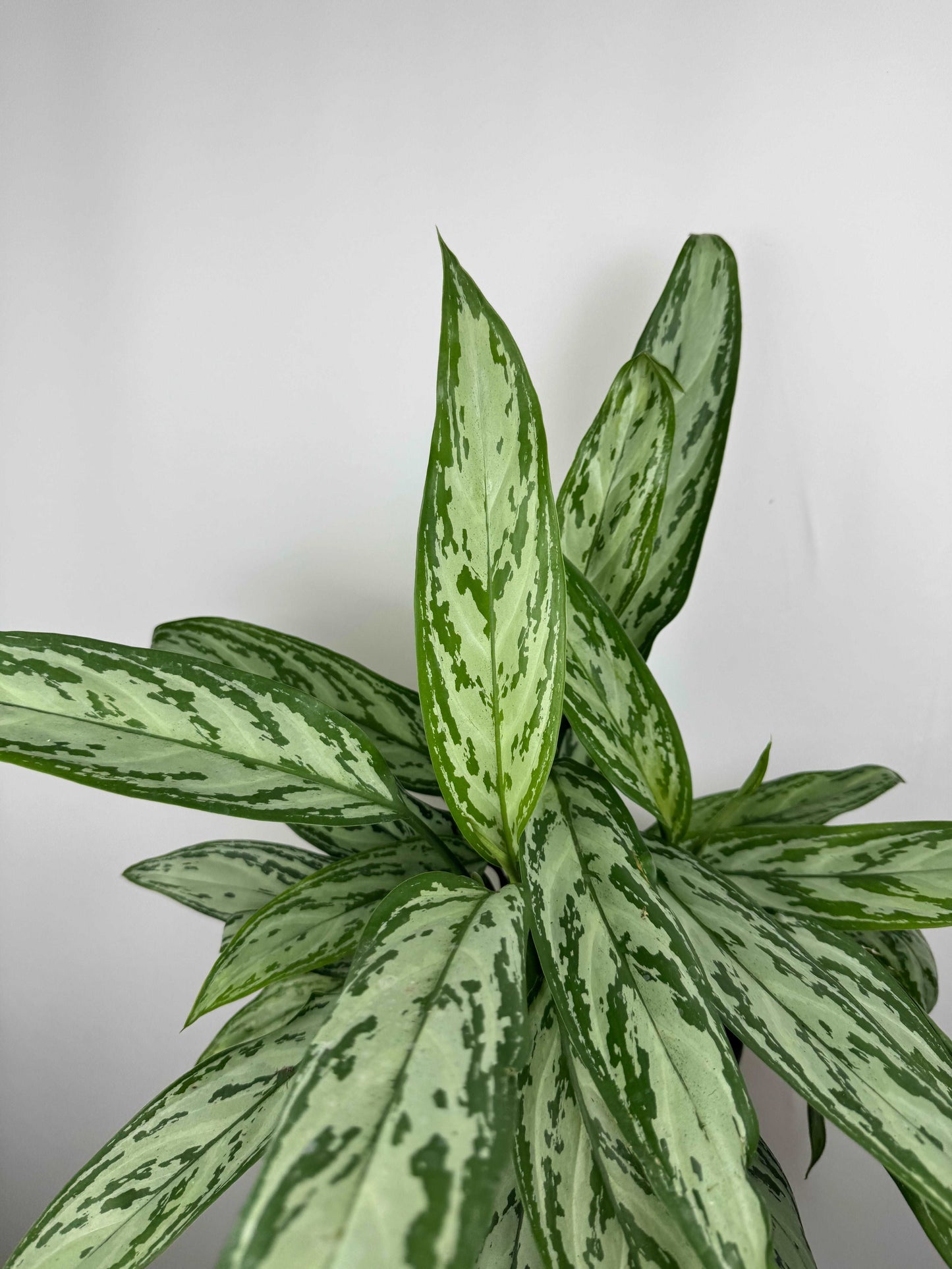 Aglaonema “Silver Queen”