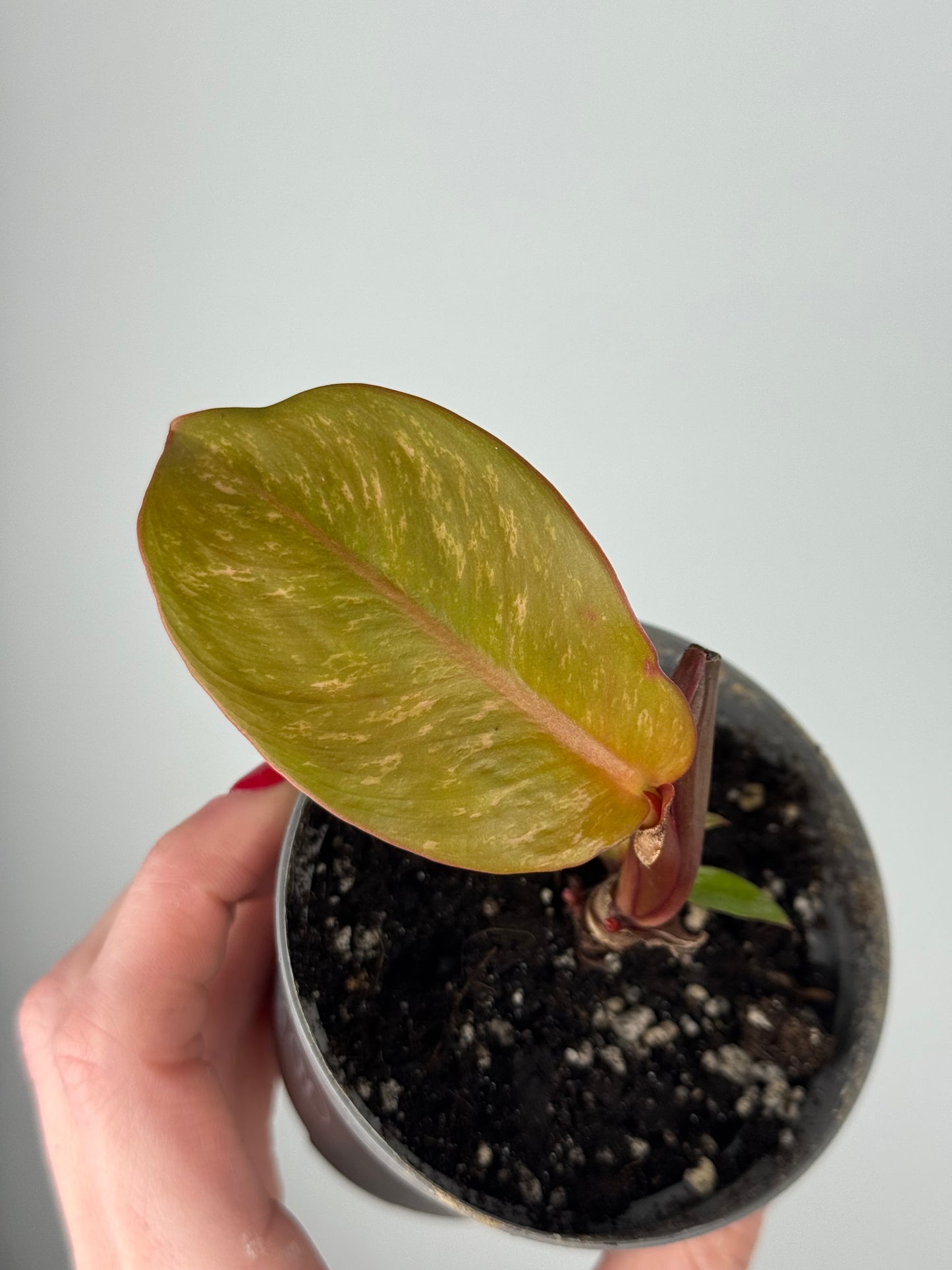 Philodendron “Prince of Orange” | Teo