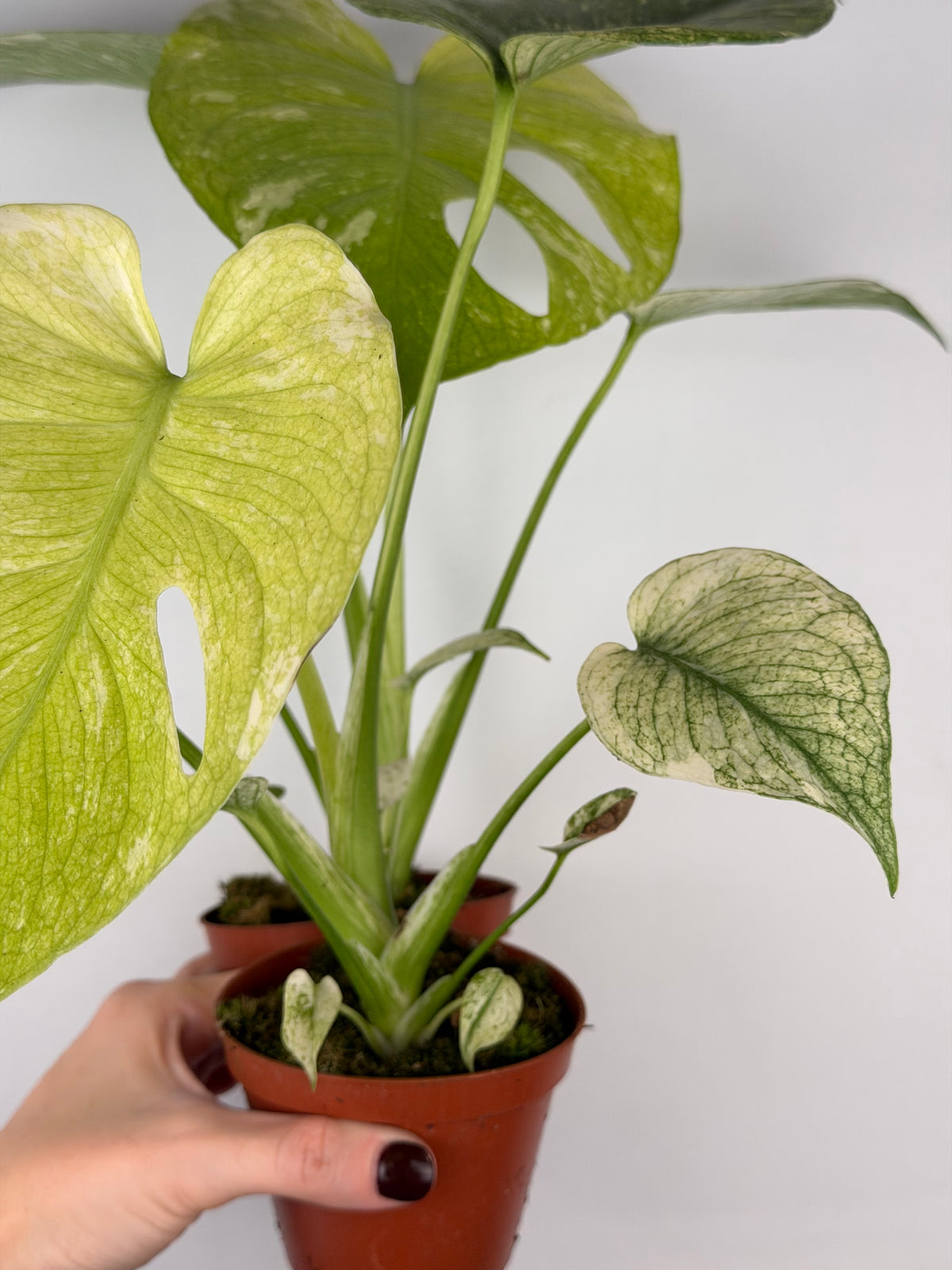 Monstera Mint