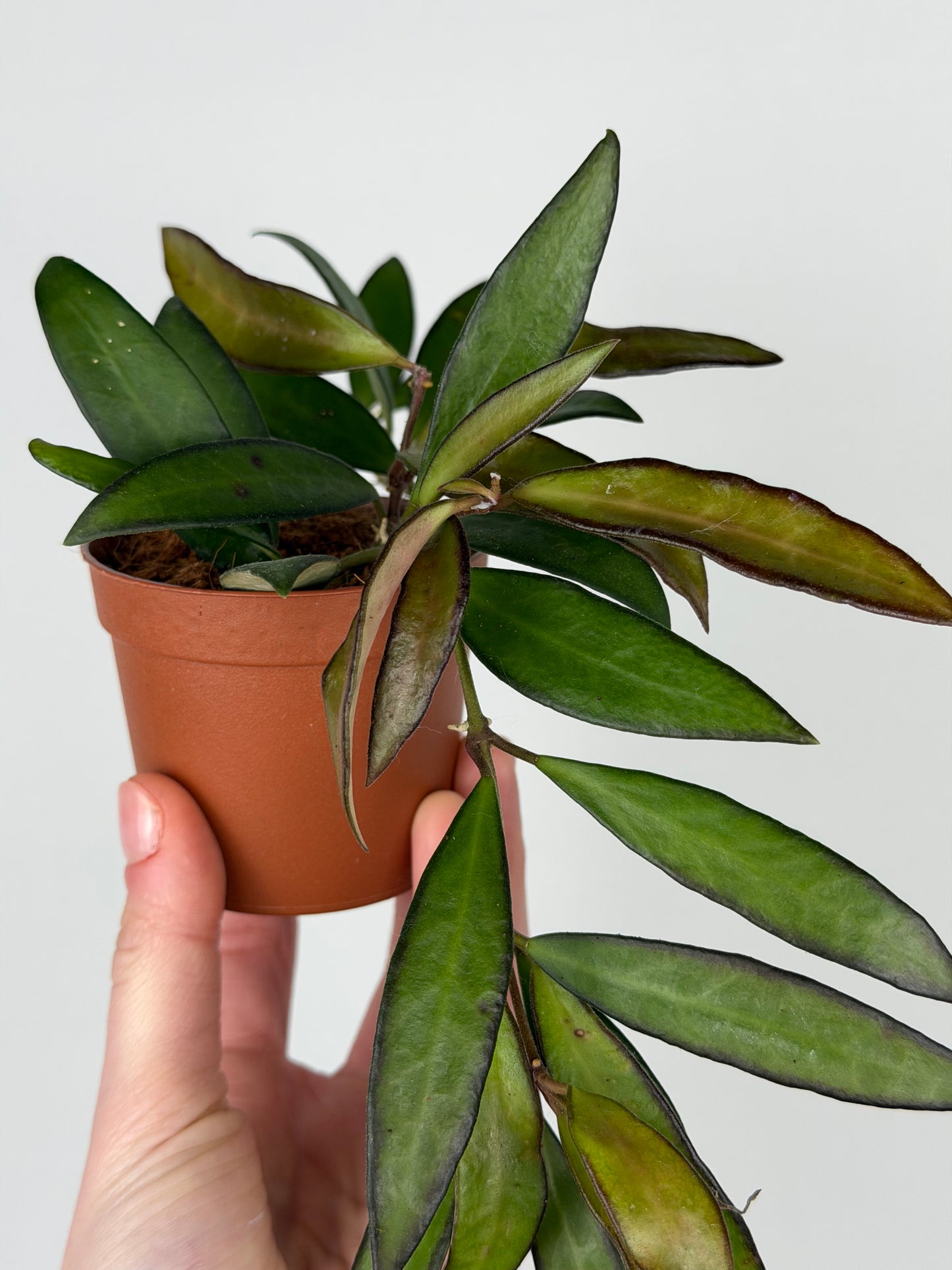 Hoya Rosita Hoya Tropical Corner “S” 6 cm