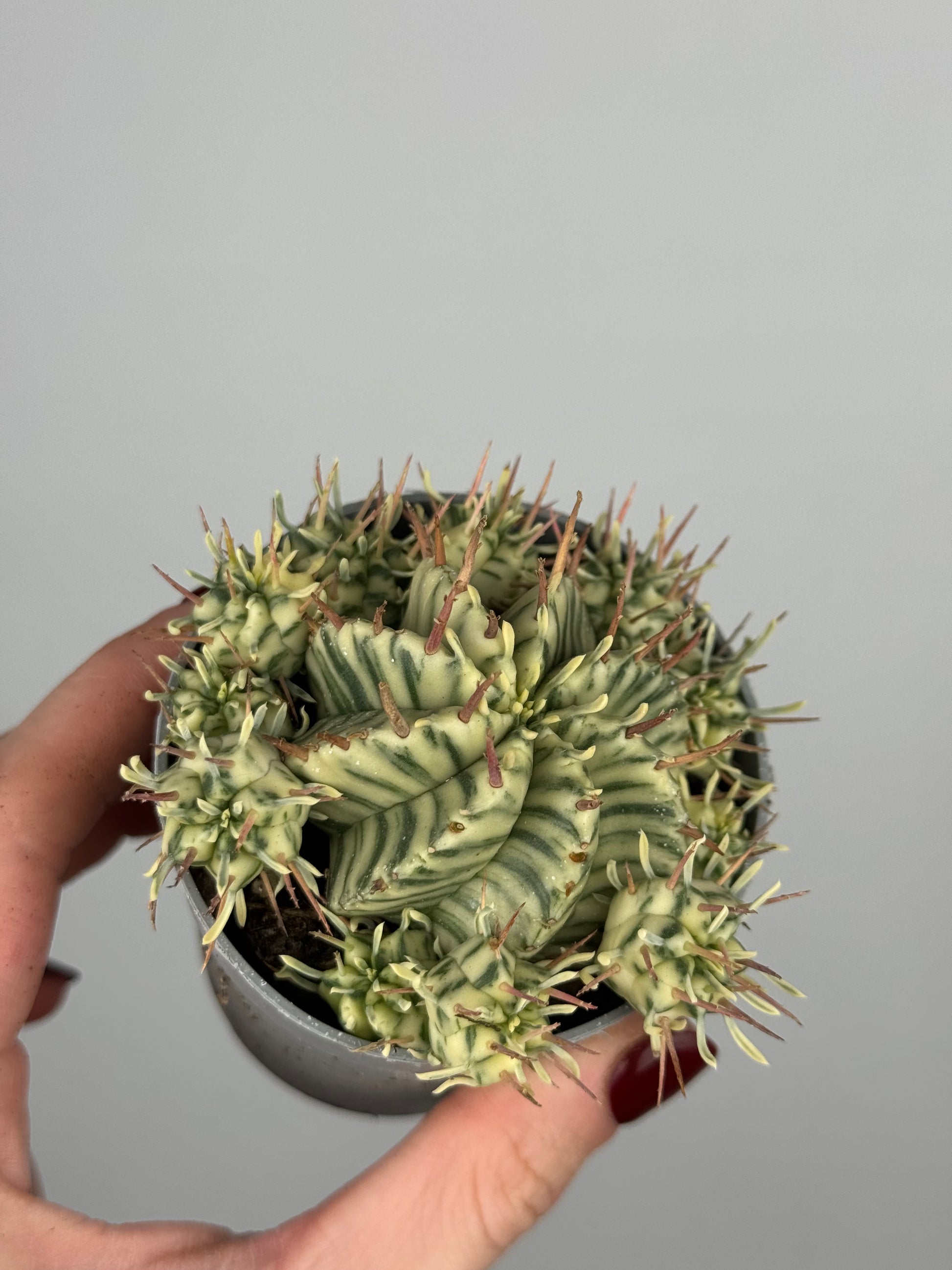 Euphorbia meloformis variegata