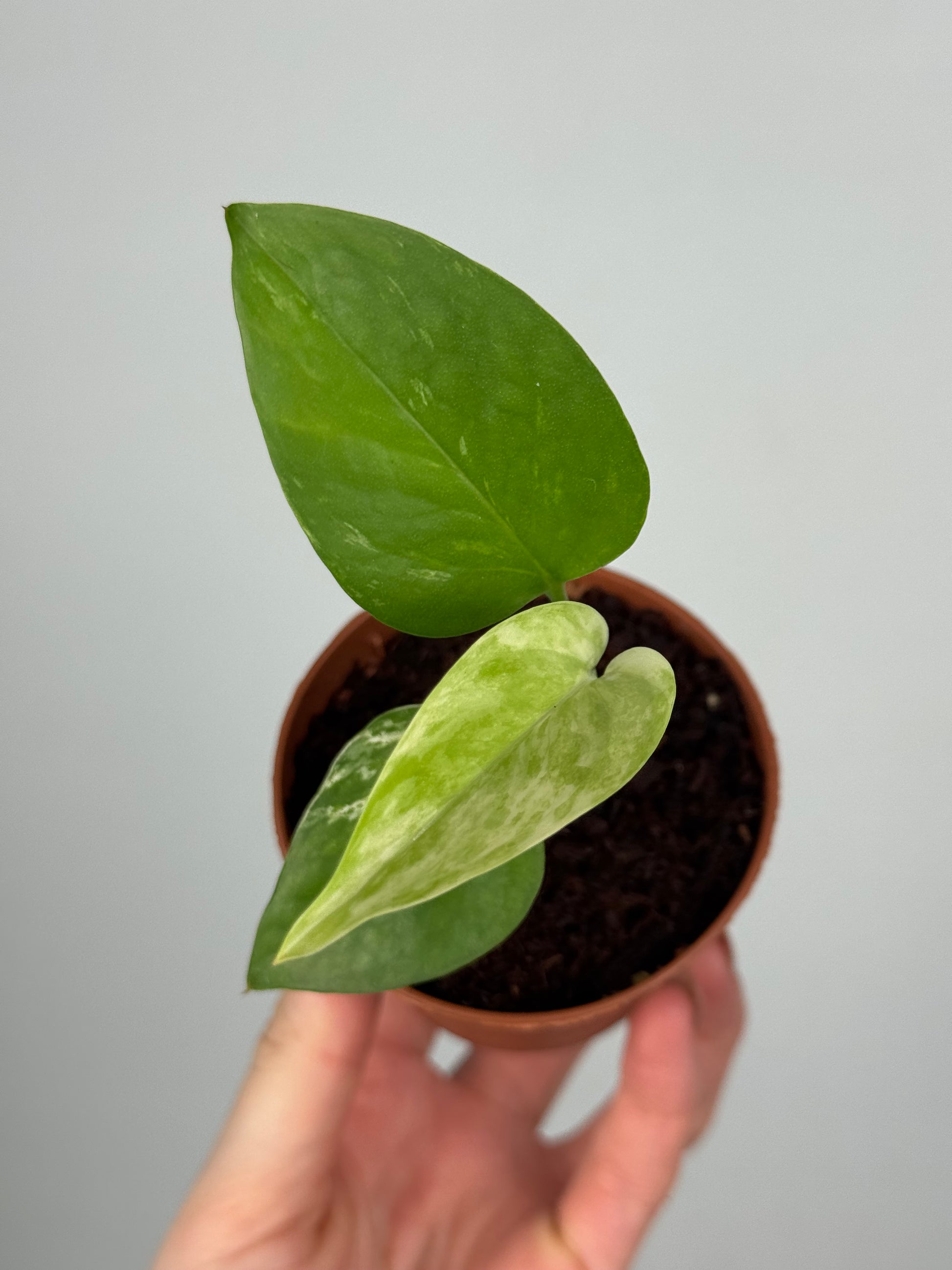 Epipremnum Marble Queen | Oris