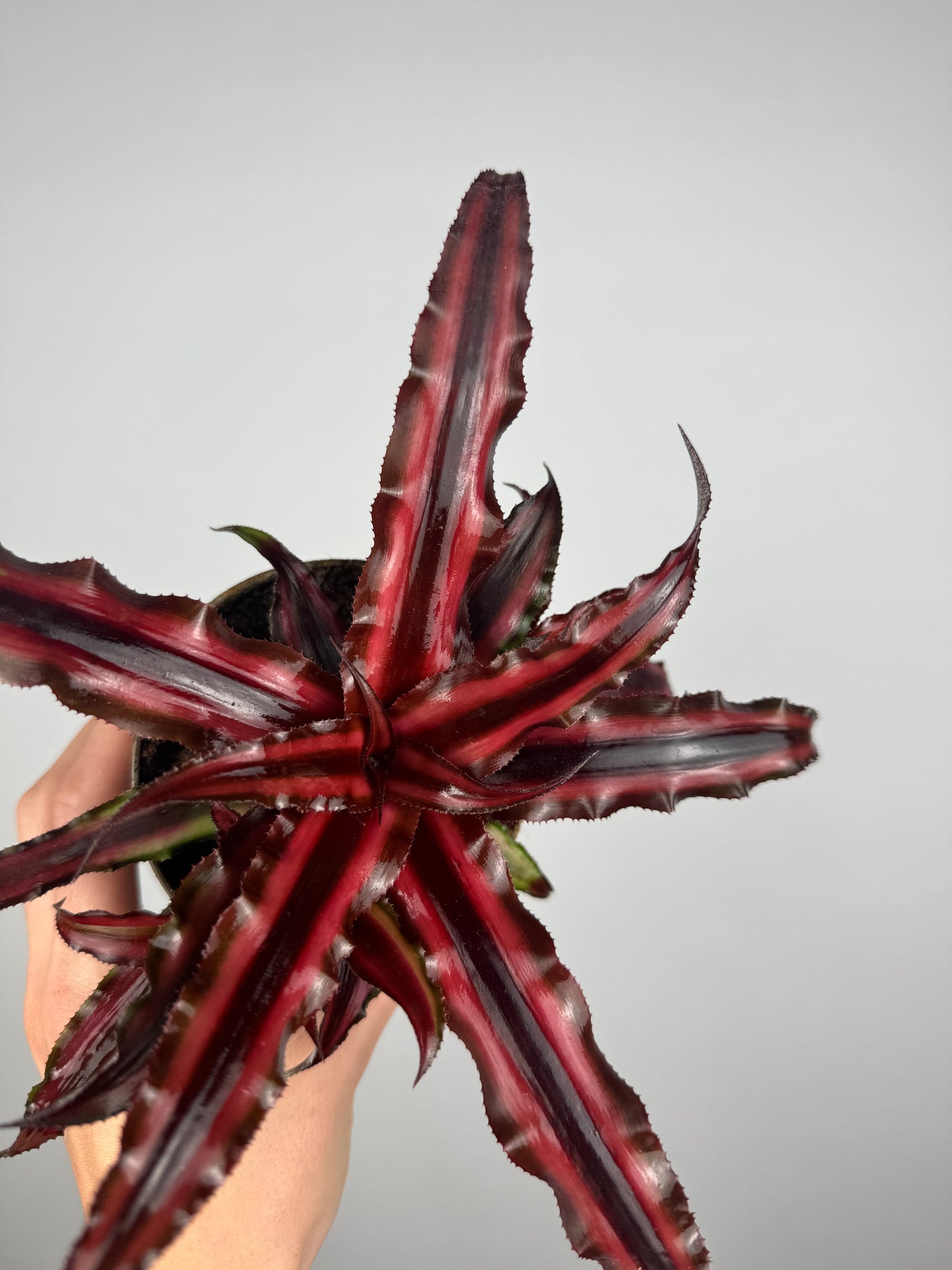 Cryptanthus Bivittatus “Ruby” Red Star