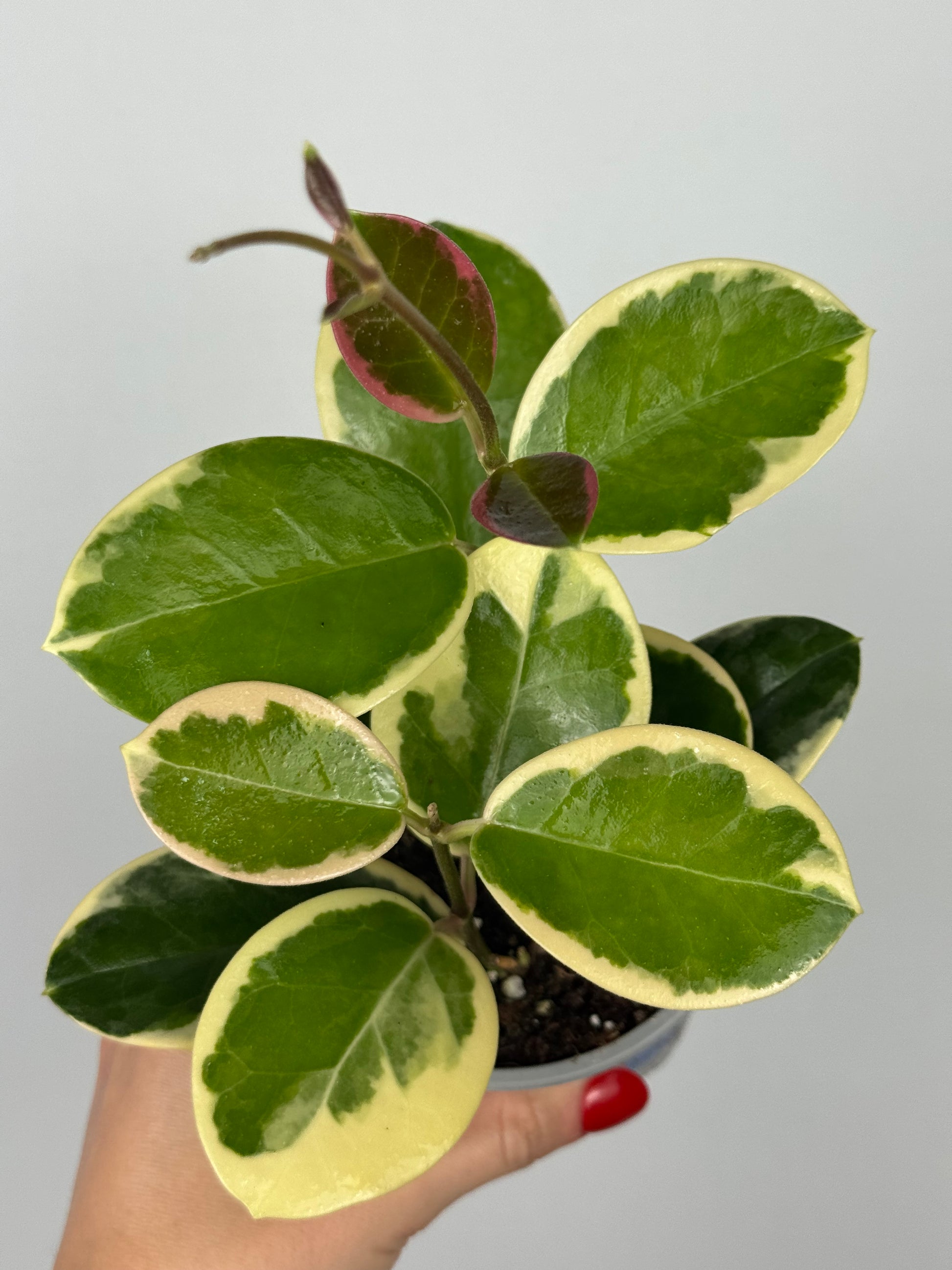 Hoya Australis Blondie