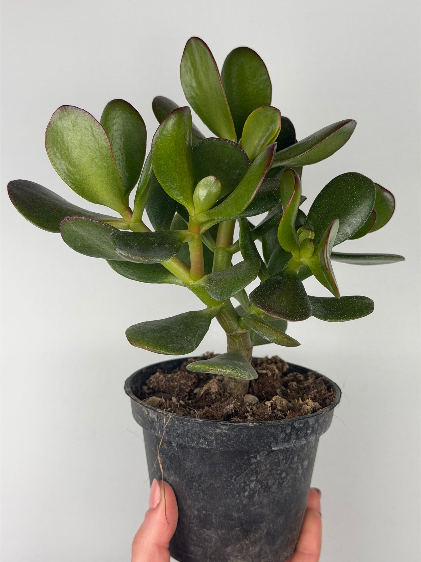 Crassula ovata Crassula Tropical Corner