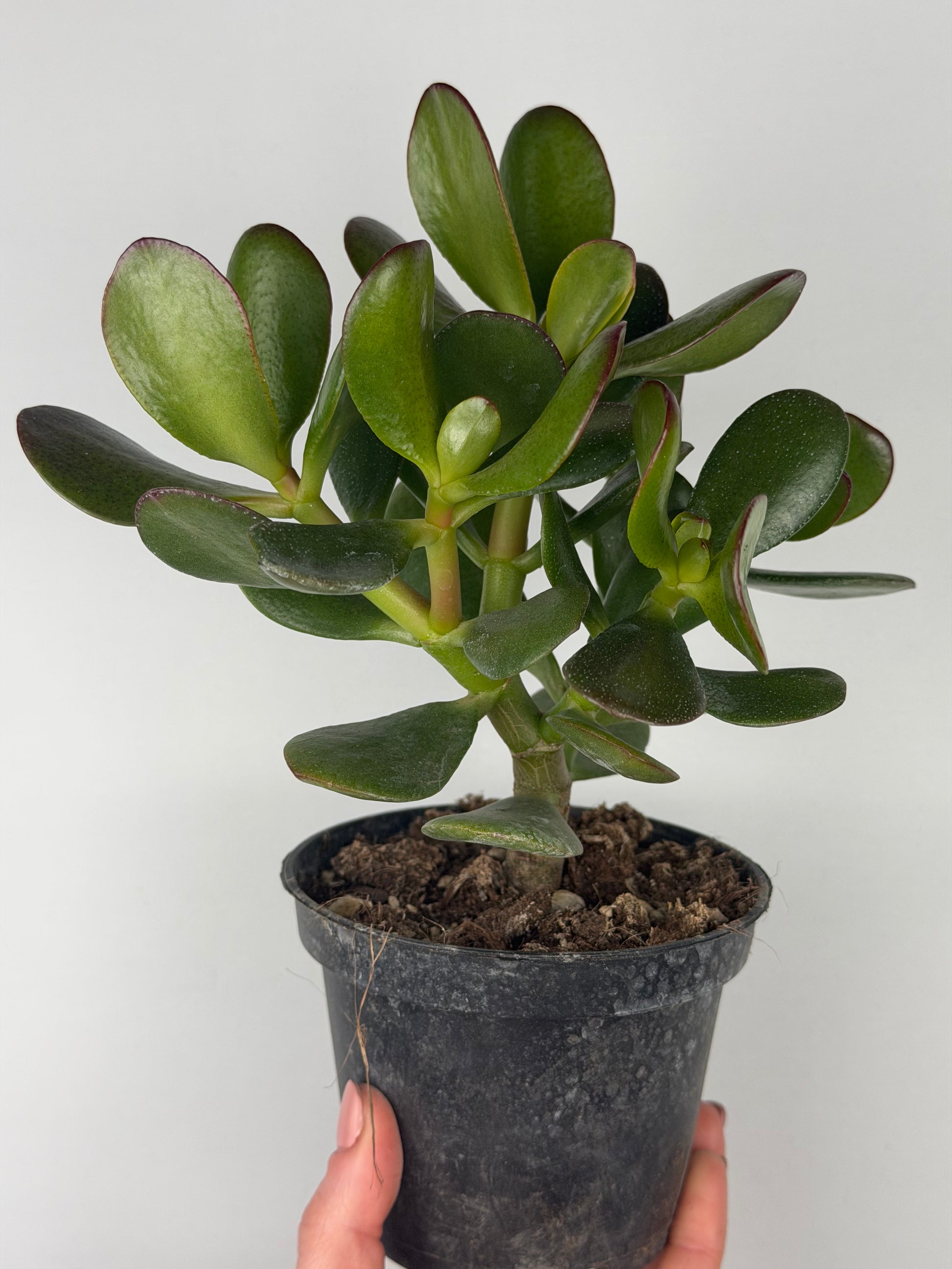 Crassula ovata Crassula Tropical Corner