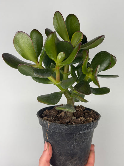 Crassula ovata Crassula Tropical Corner