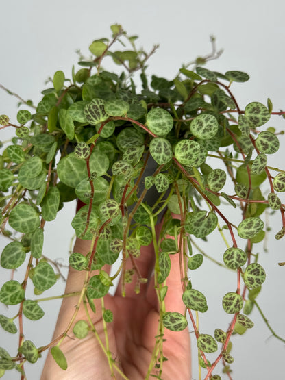 Peperomia Prostrata