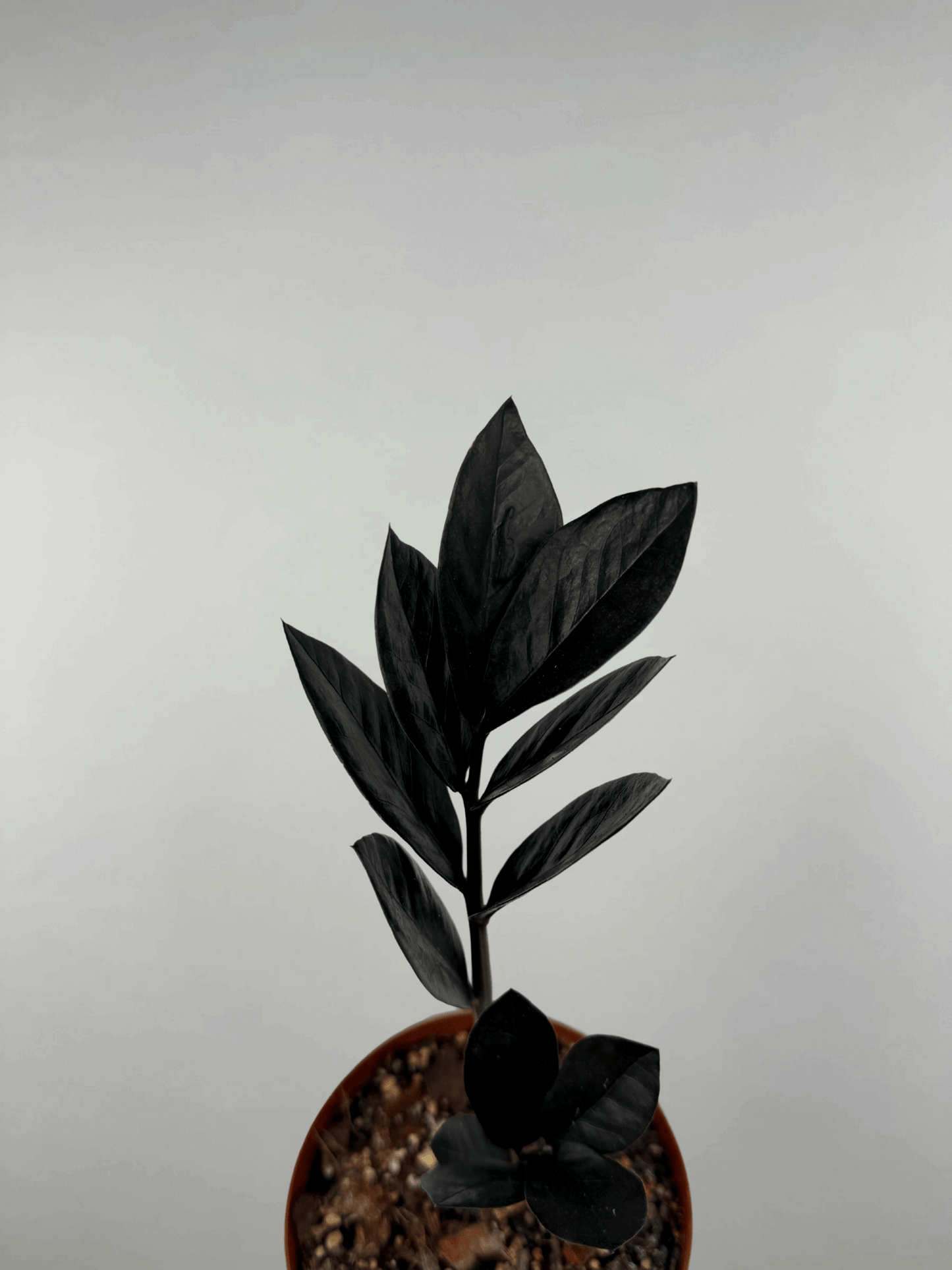 Zamioculcas “Black Raven” | Mirta