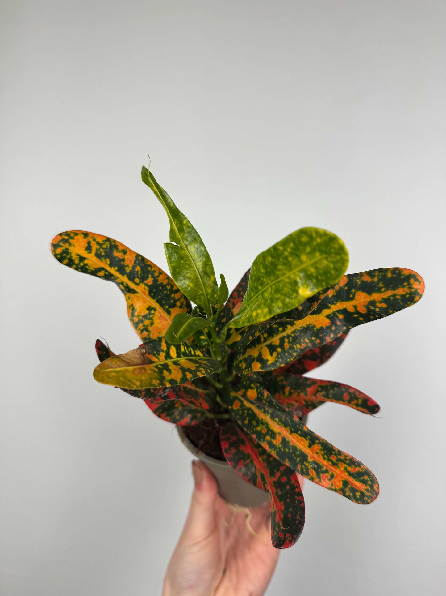 Codiaeum variegatum “Bush on fire”