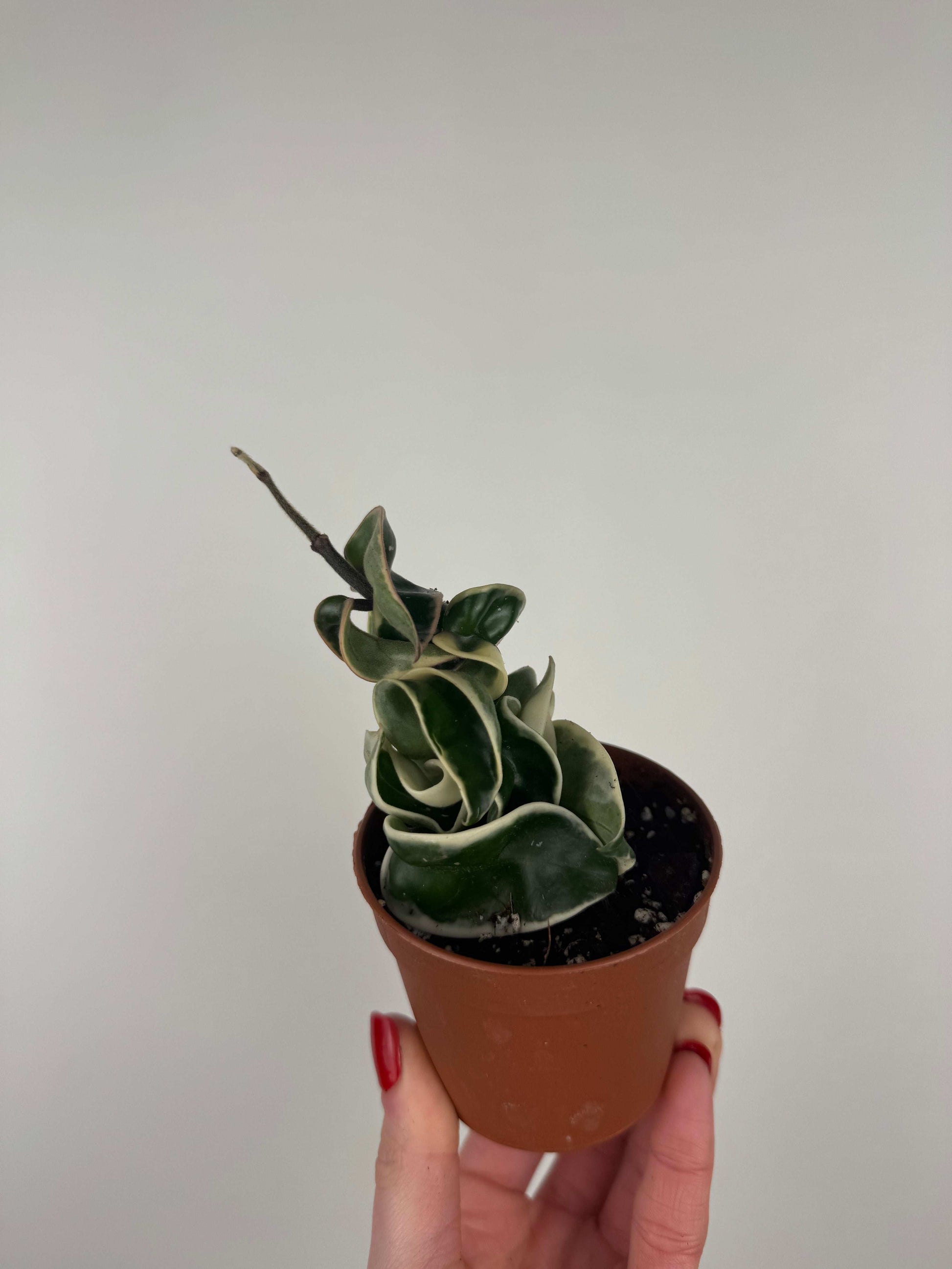 Hoya Compacta variegata