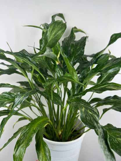 Spathiphyllum “Diamond Variegata”