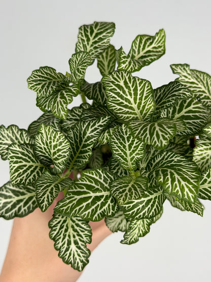 Fittonia 'White Tiger' Fittonia Tropical Corner