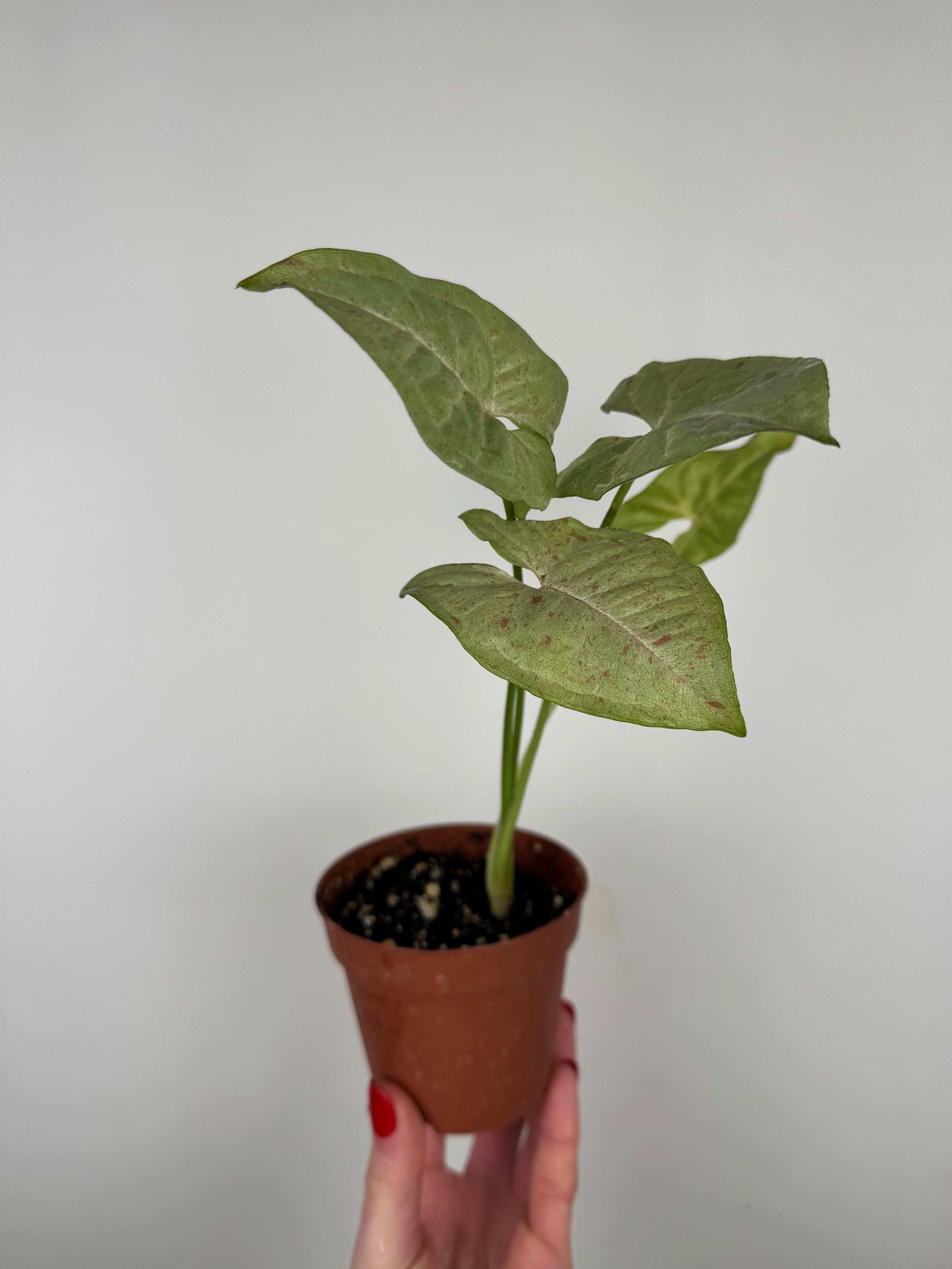 Syngonium Milk Confetti