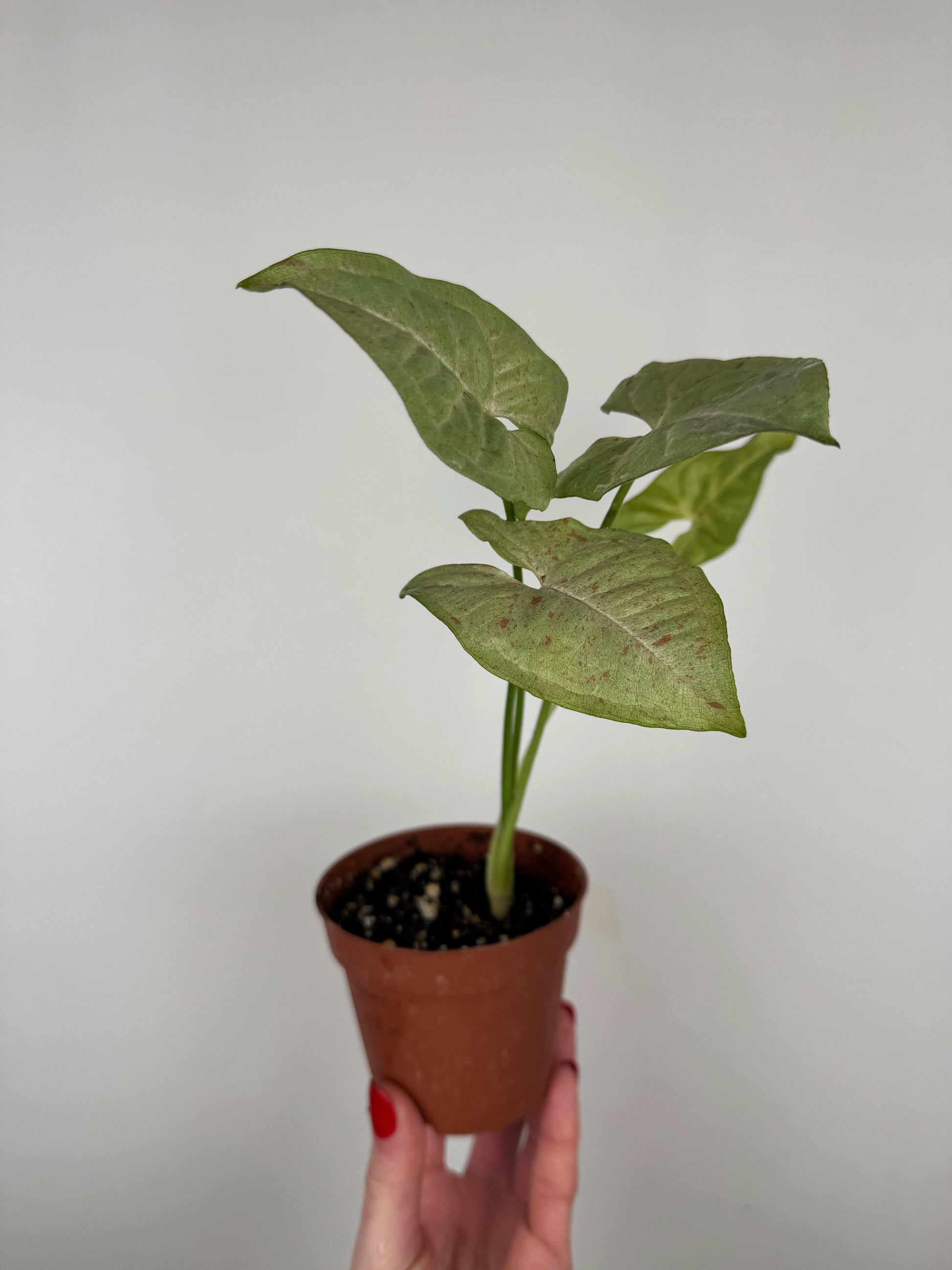 Syngonium Milk Confetti