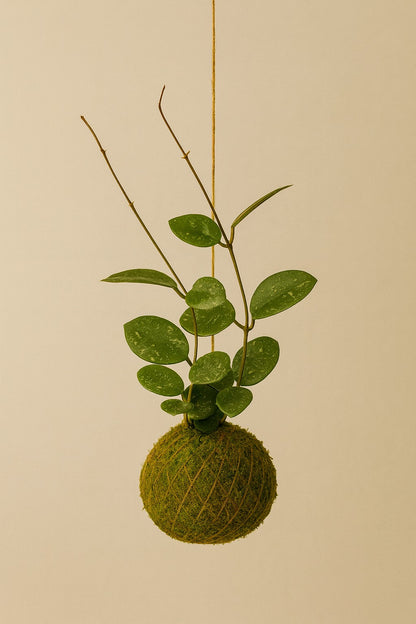 Kokedama | Hoya Mathilde “Splash” Kokedama Tropical Corner
