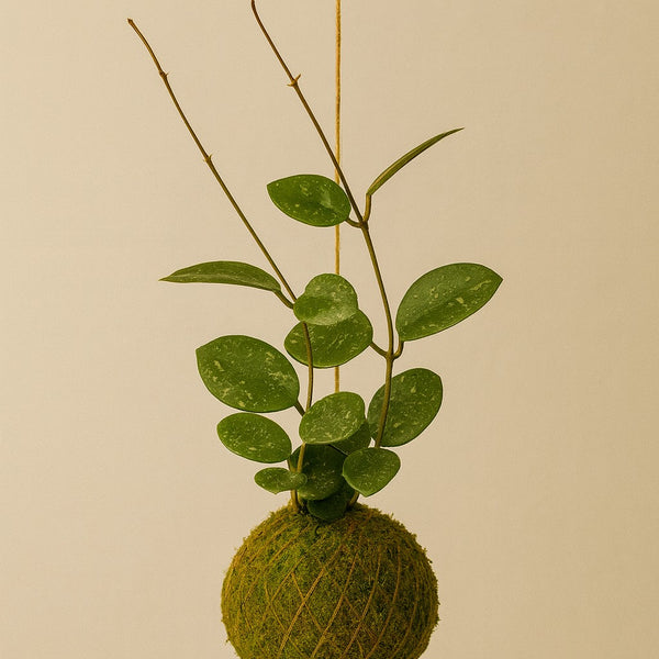 Kokedama | Hoya Mathilde “Splash”