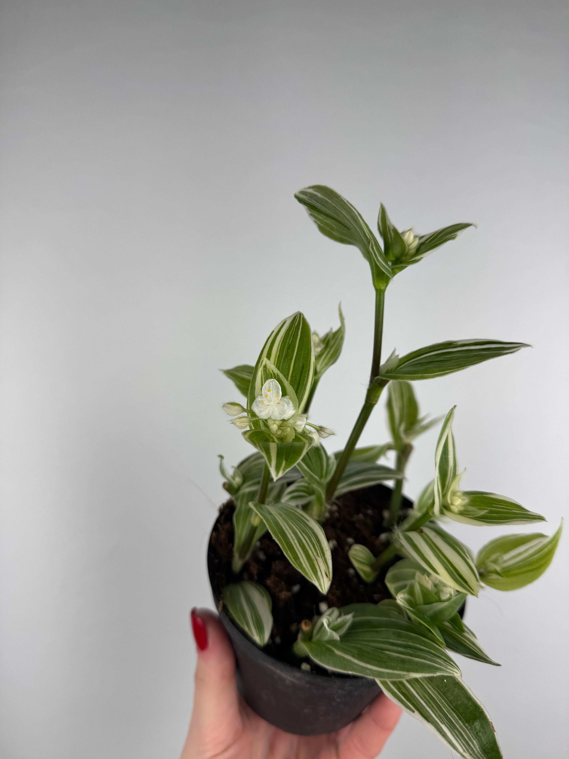Tradescantia Fluminensis “Albovittata”
