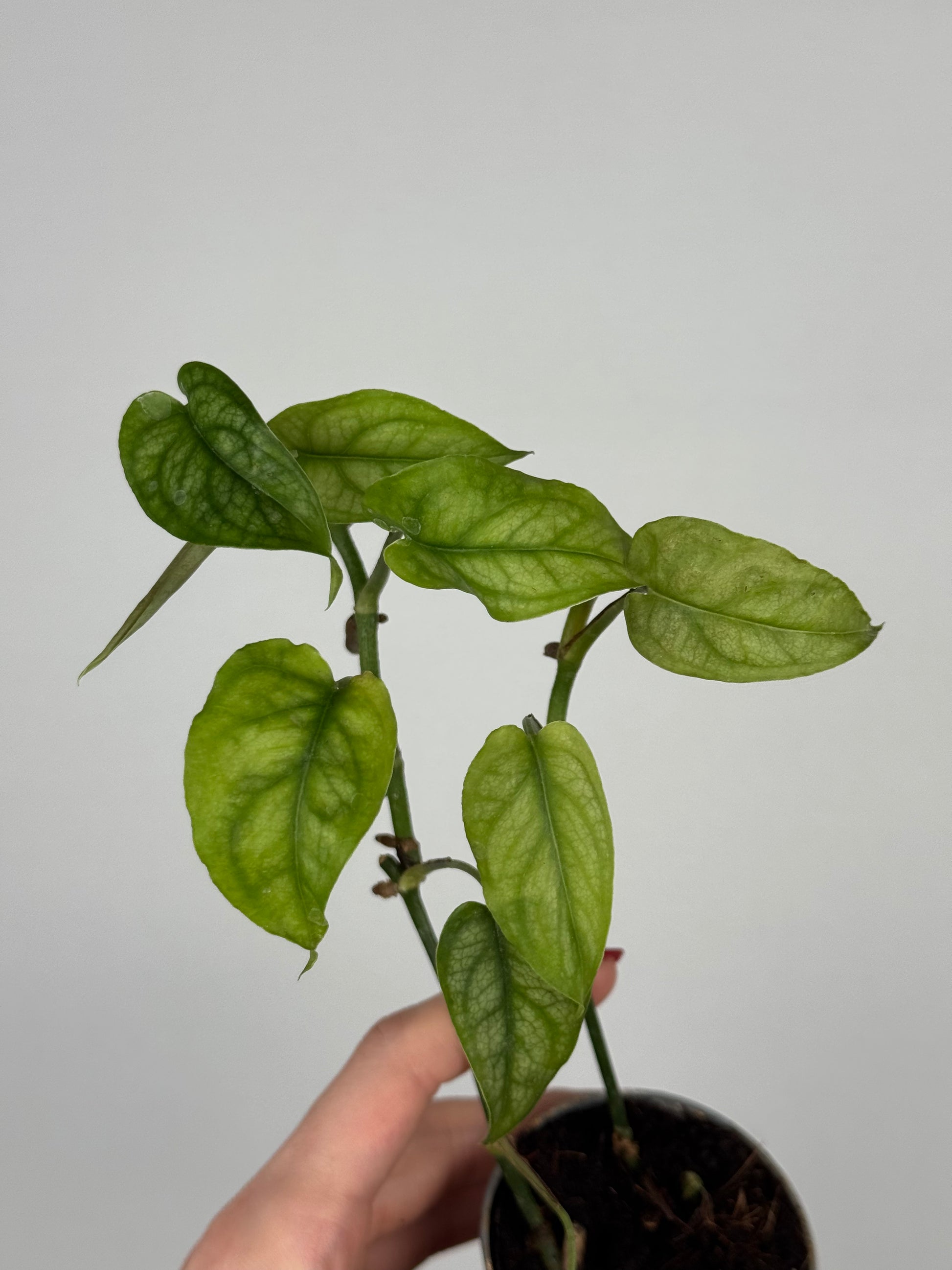 Monstera Siltepecana | Jade